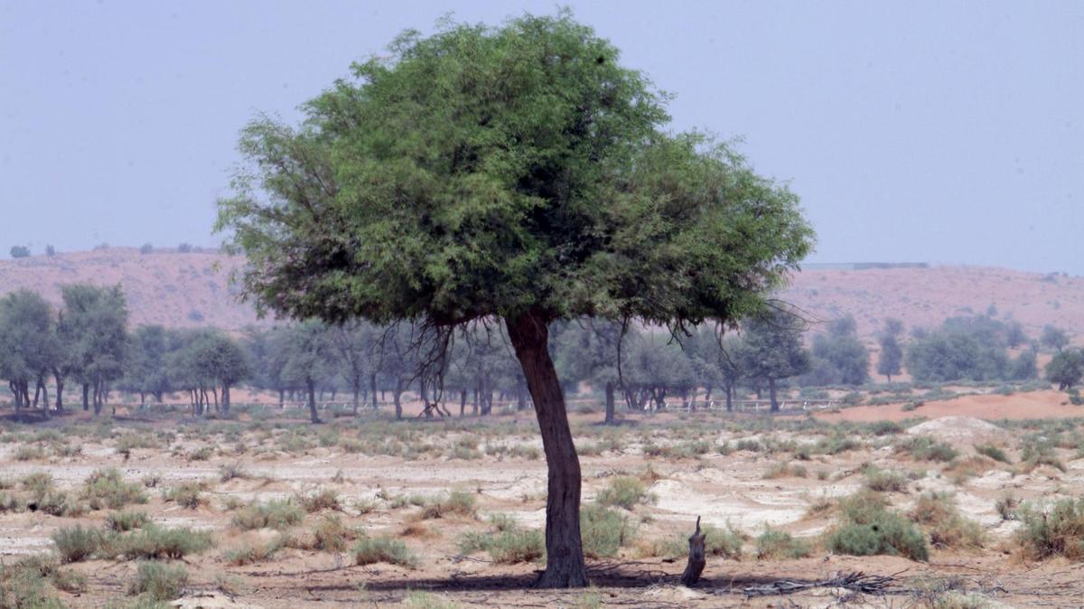  Ghaf tree. 