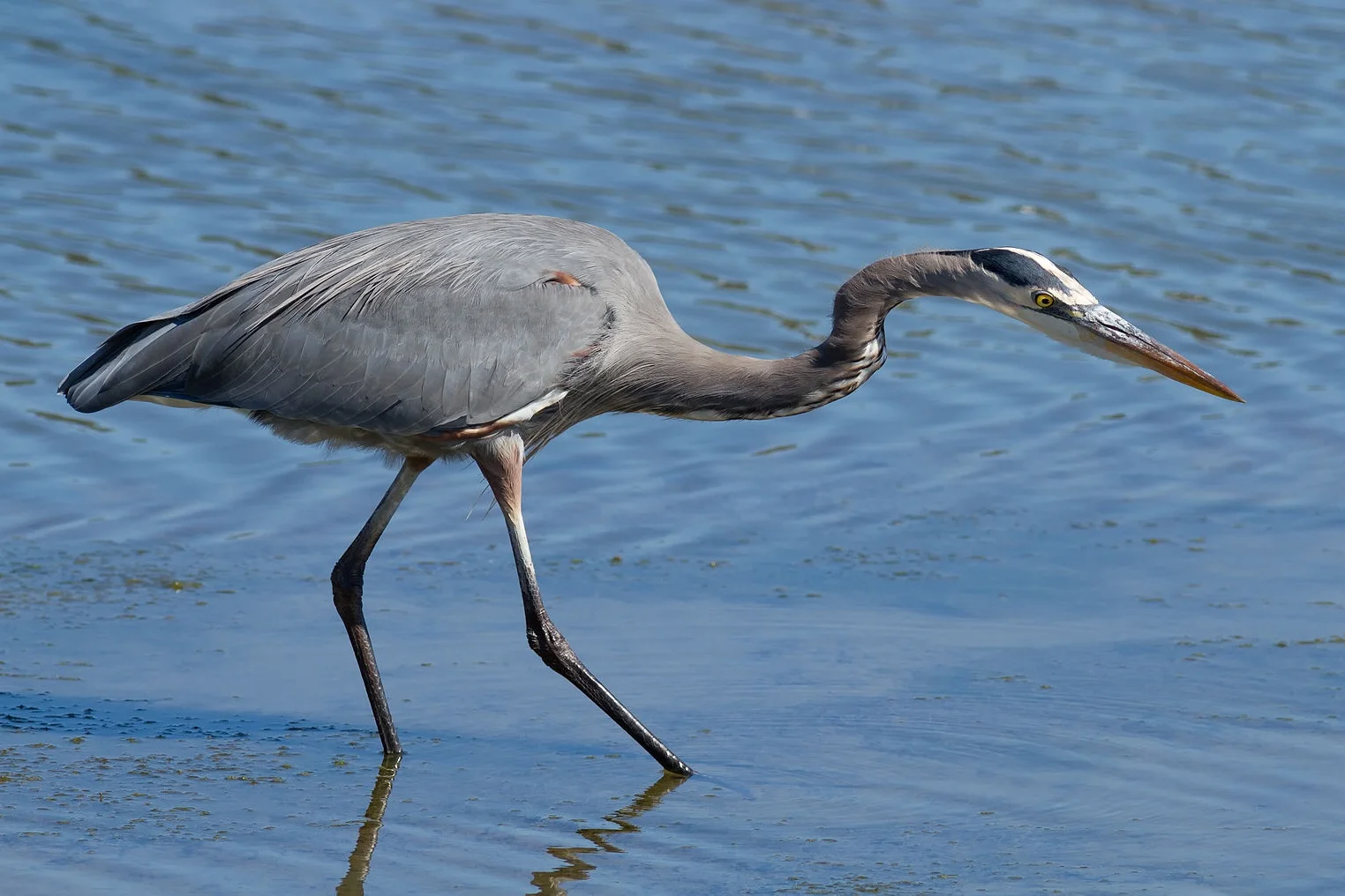 blue+heron.jpg