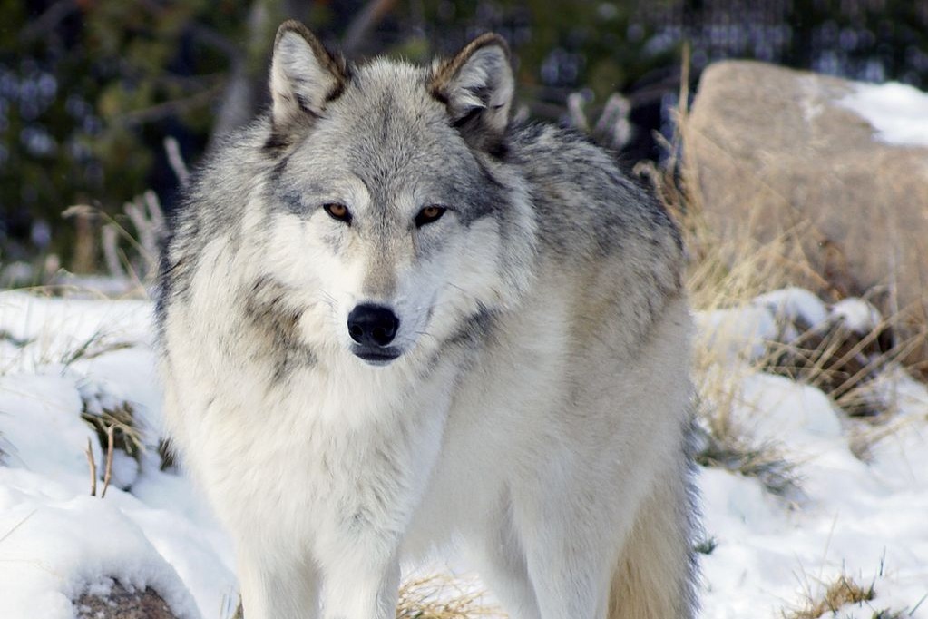 timber+wolf.jpg