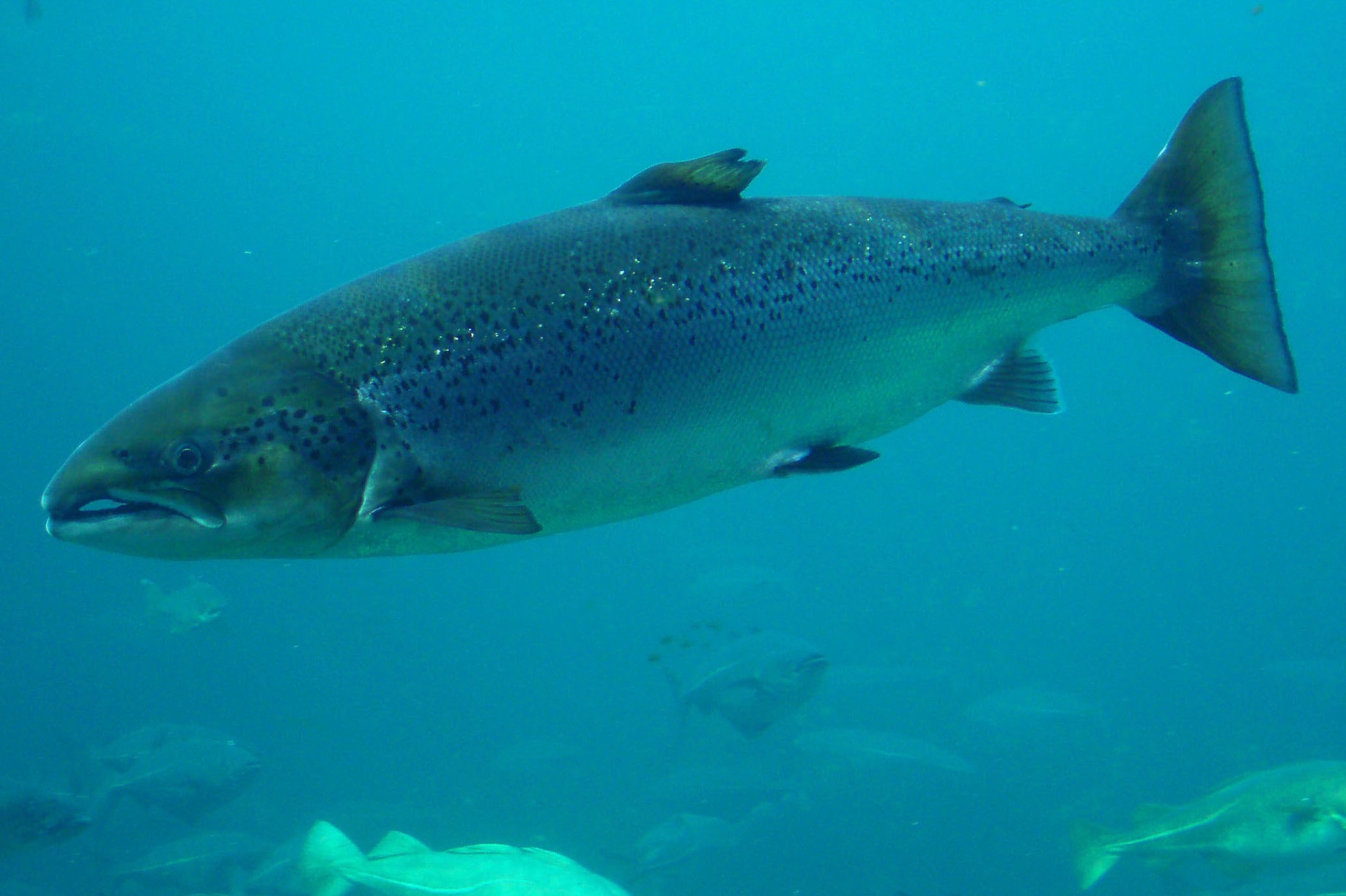 salmon.jpg