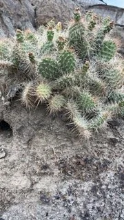 1365E70C-40D1-4225-AD07-E8EDDCB6083A Small.jpeg