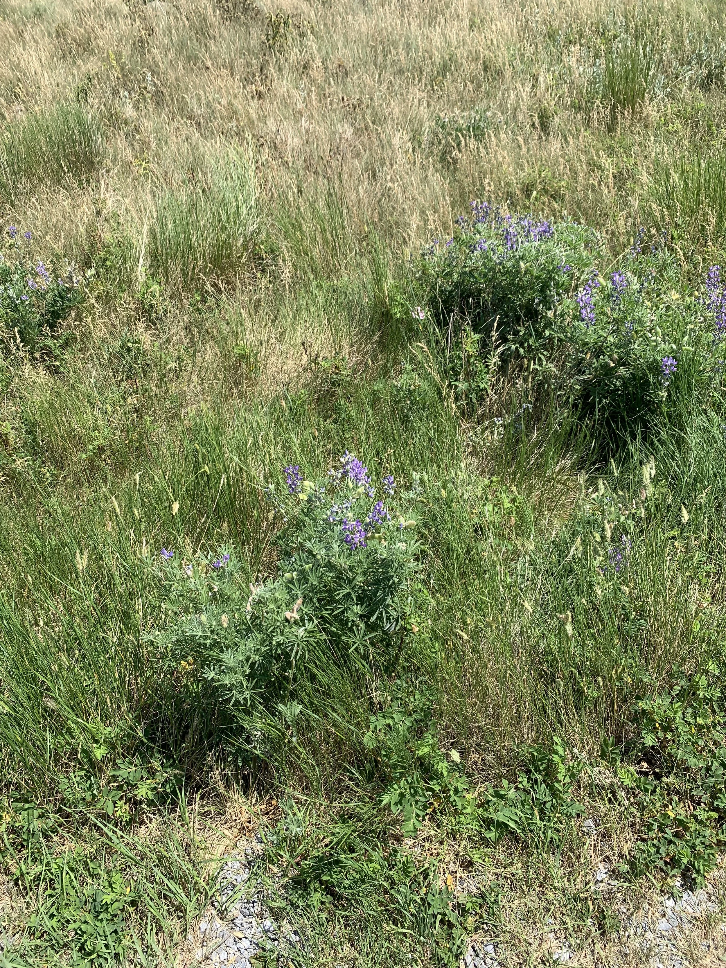 IMG_3436.JPG