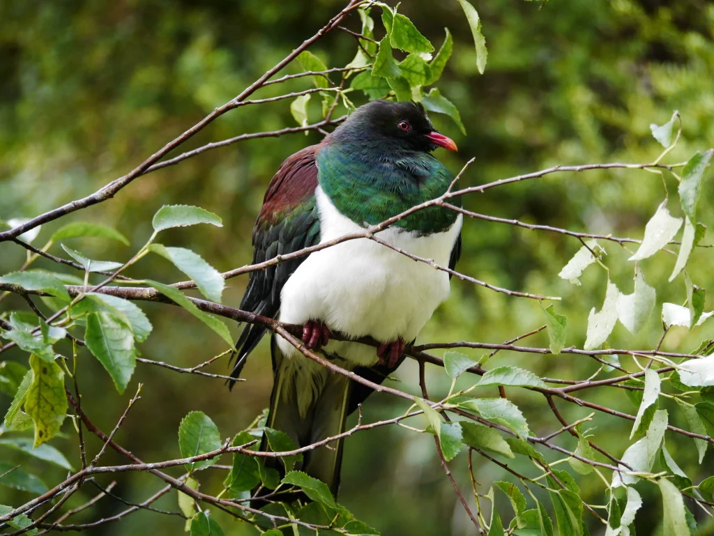 Cascade Kauri - Waitakeres