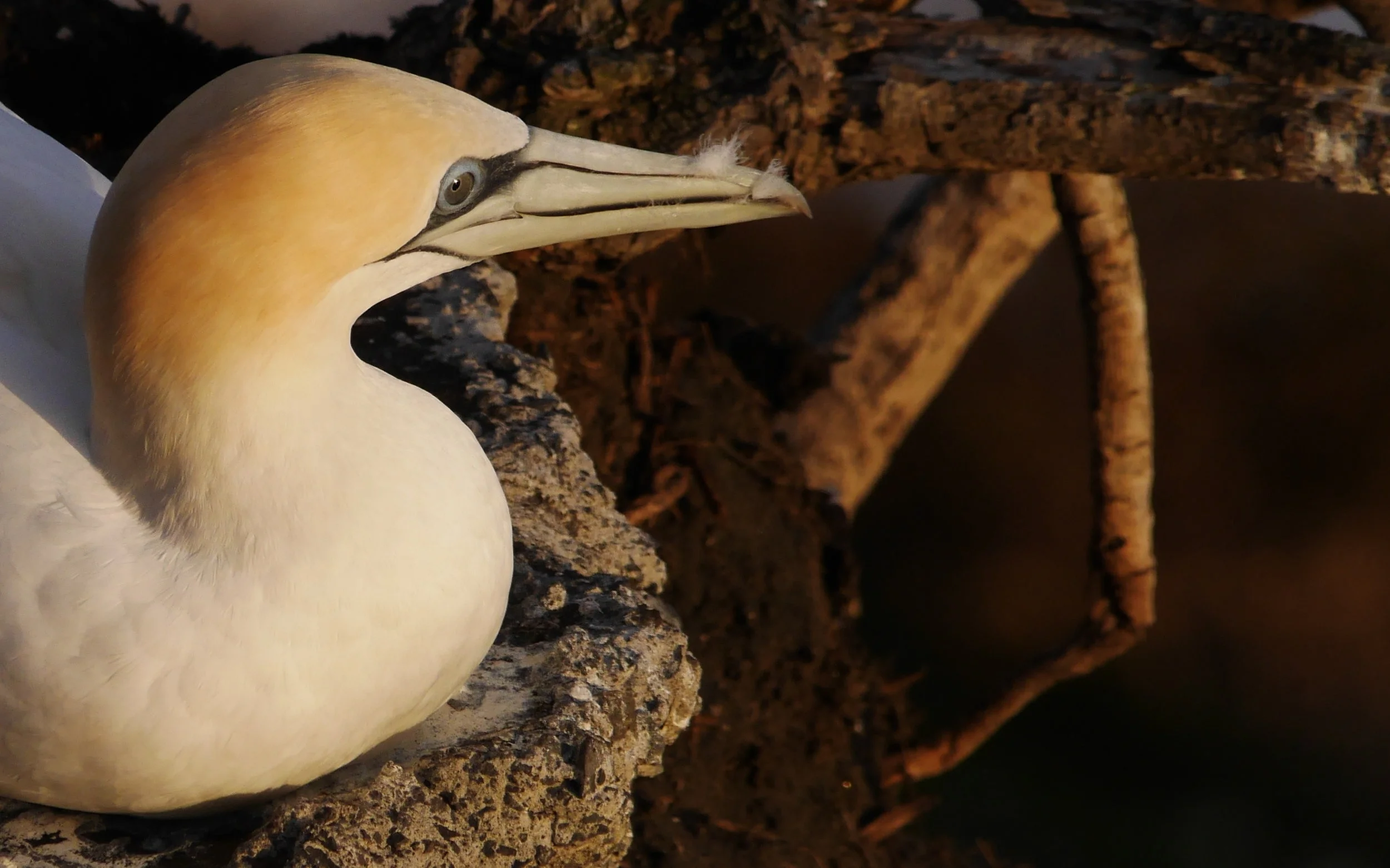Muriwai and the Gannet Colony, May 2016