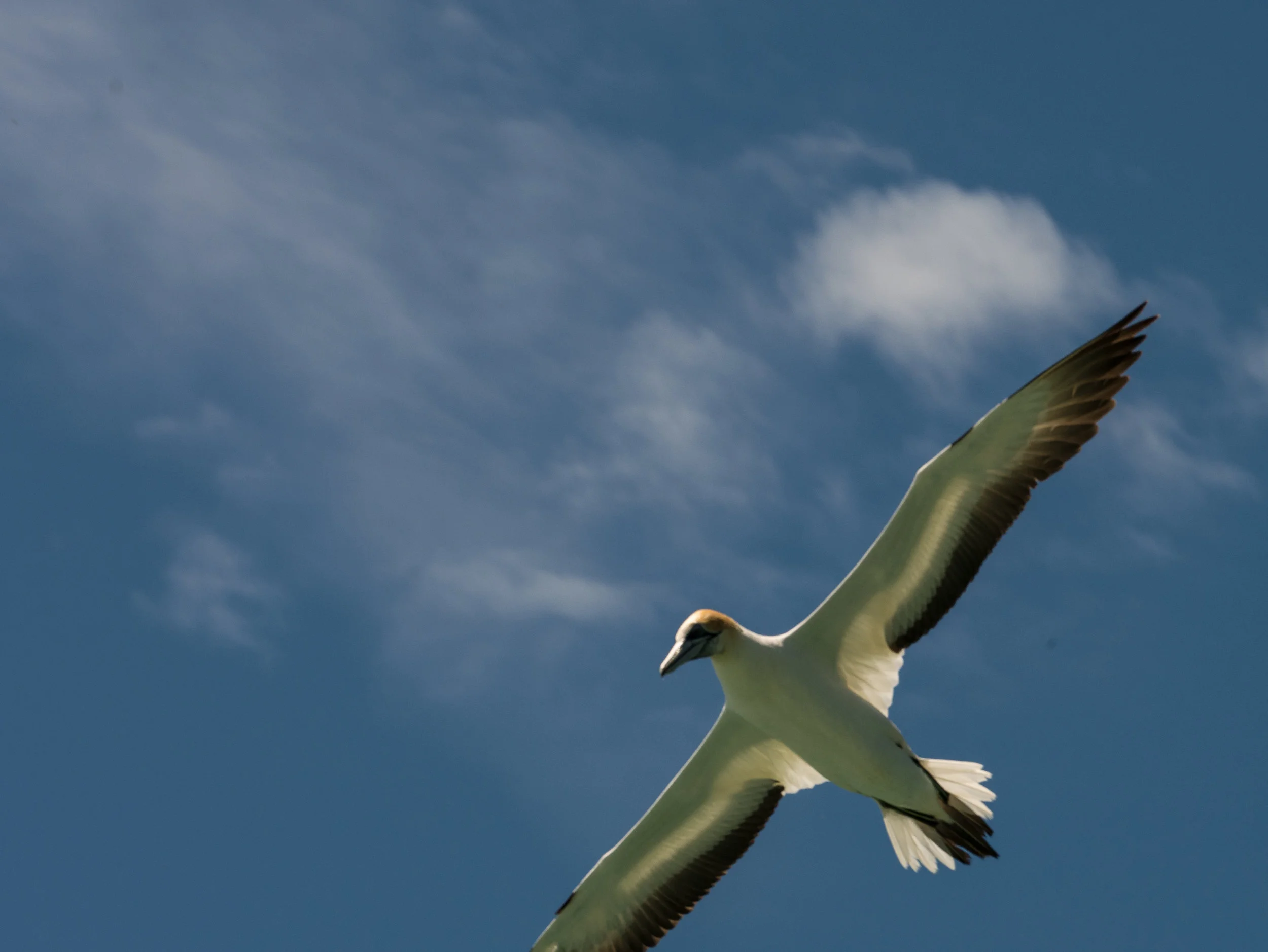 A magic day at Tāwharanui