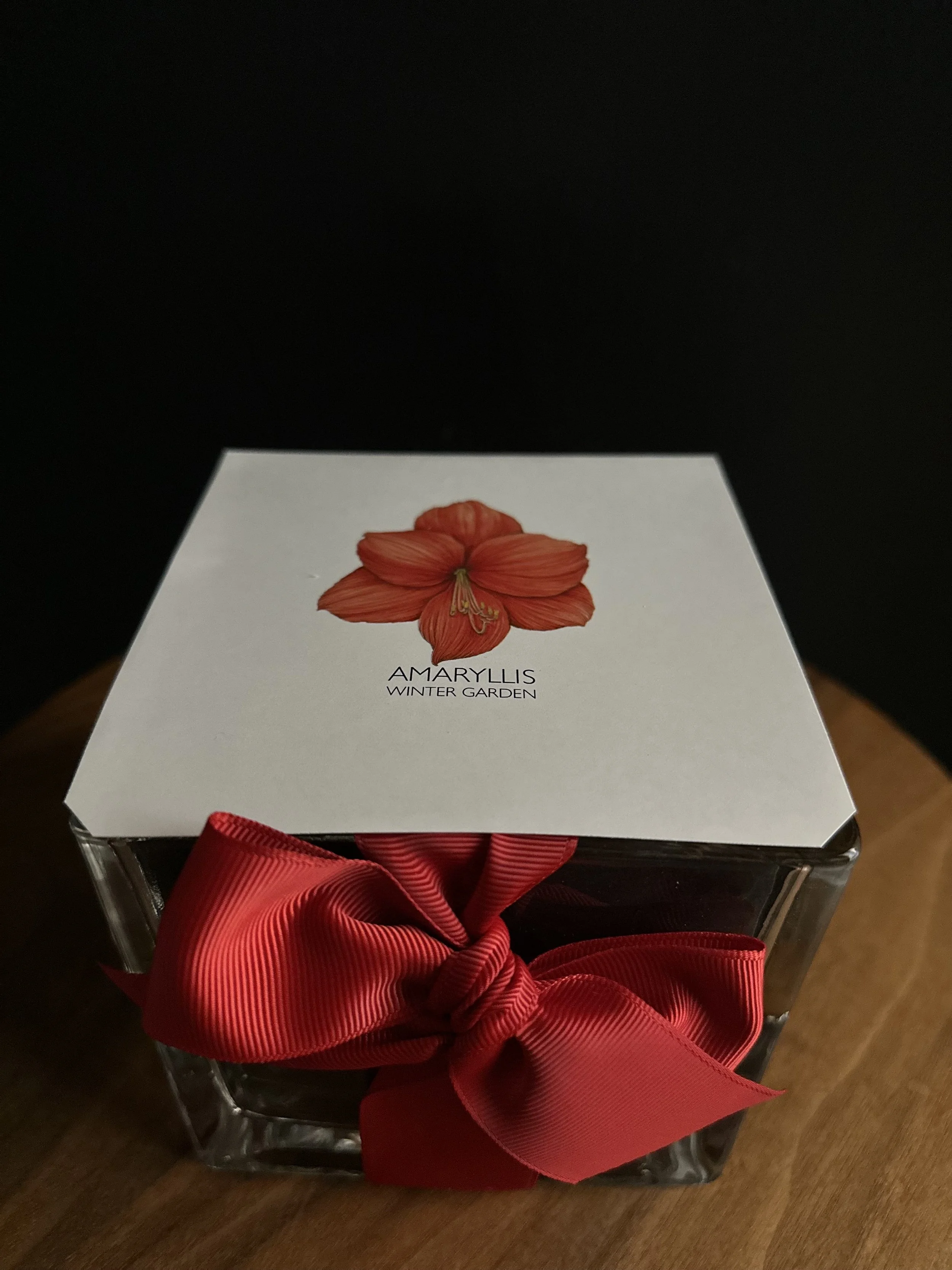 Amaryllis Winter Garden