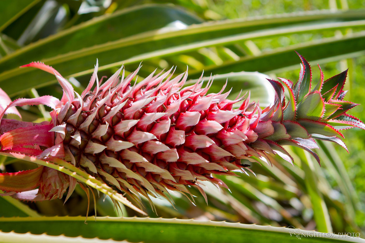 Pink Pineapple, Foster Botanical Garden, Oahu