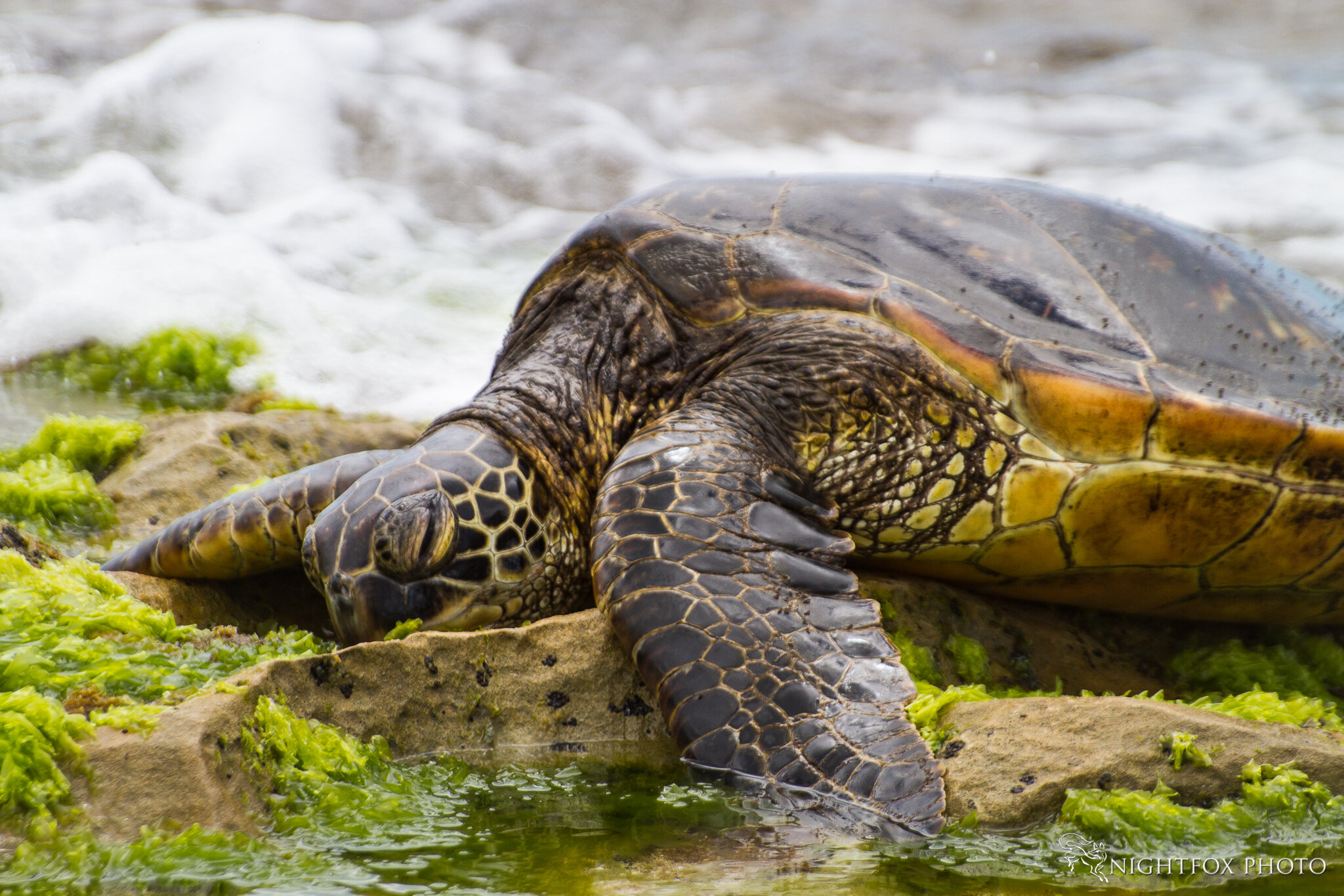 Hawaiian Green Sea Turtle, Laniakea Beach, Oahu