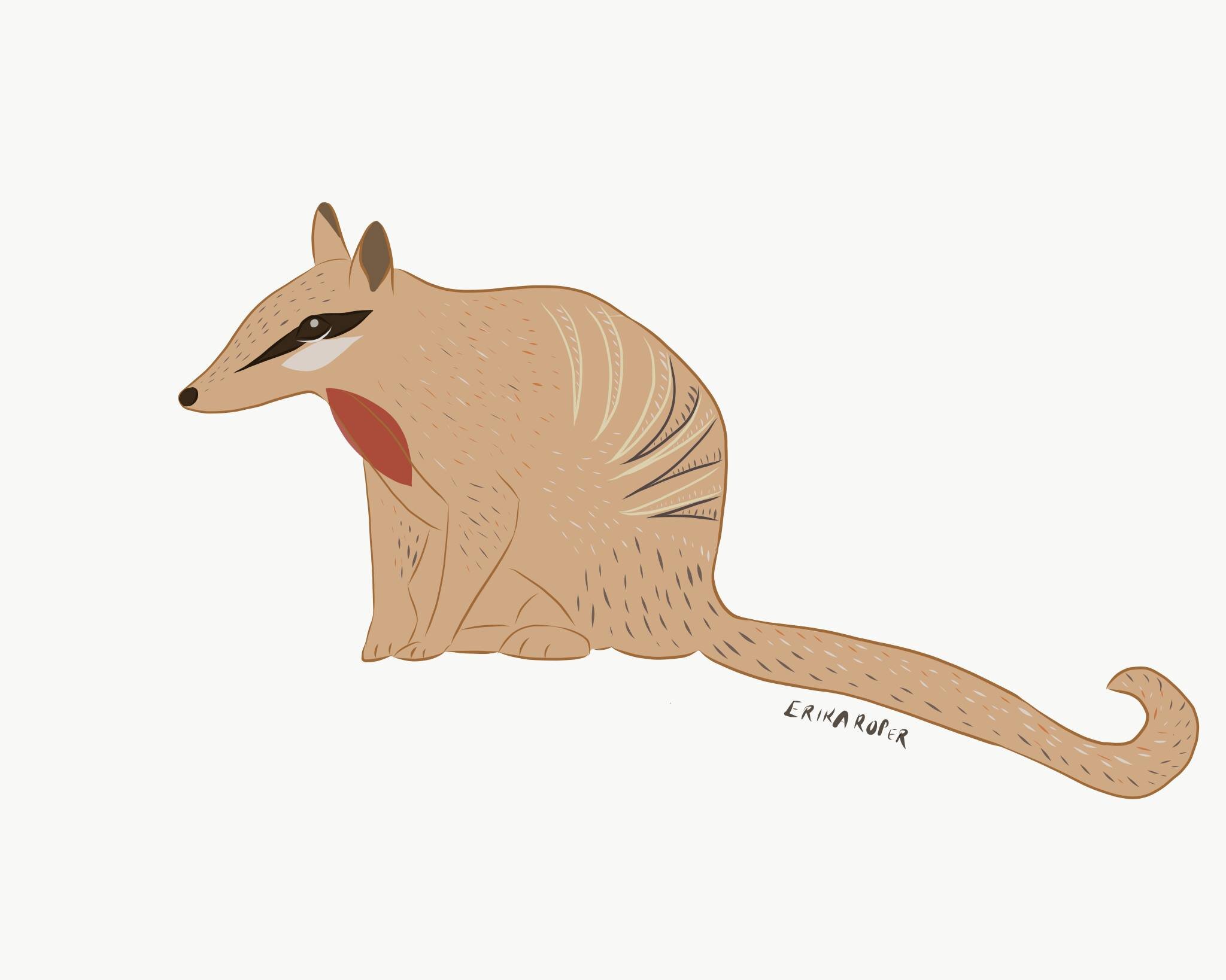 Numbat.jpg