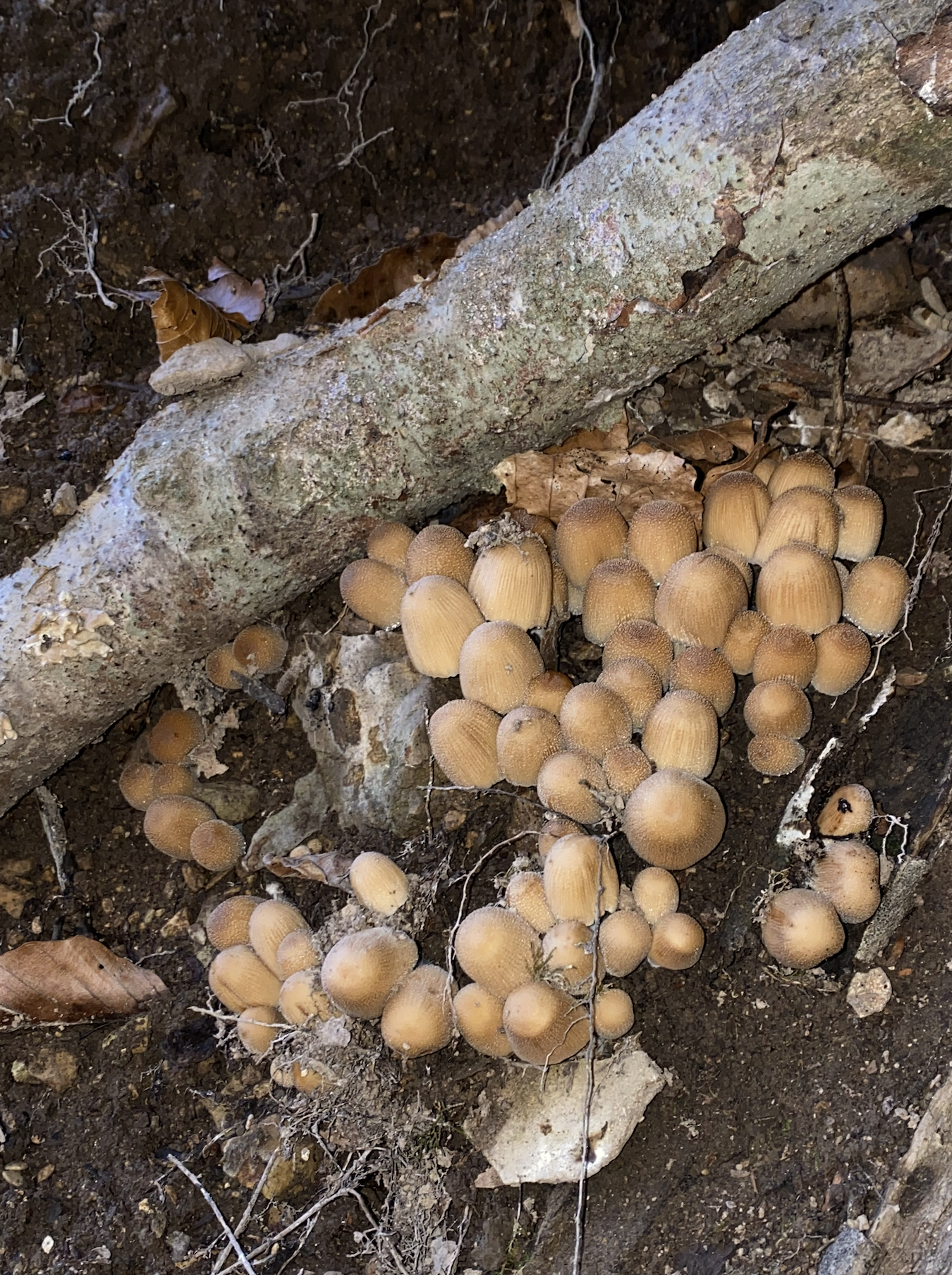 Capture d’écran 2026-04-23 à 18.34.51.png