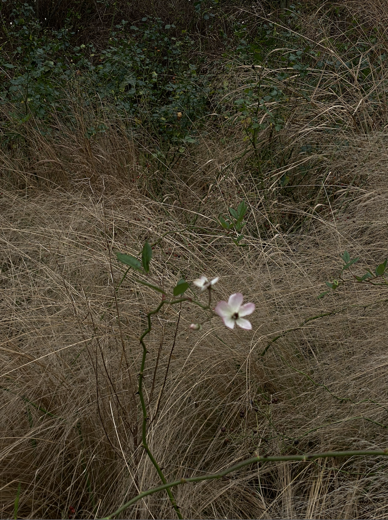 Capture d’écran 2026-04-23 à 18.36.17.png