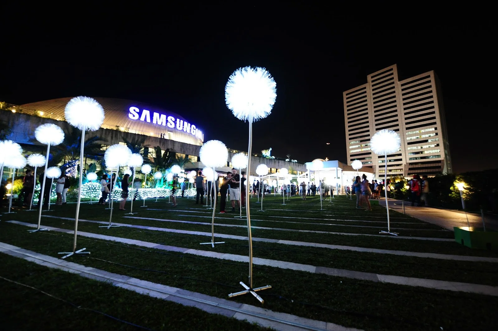 giant dandelions1.jpg