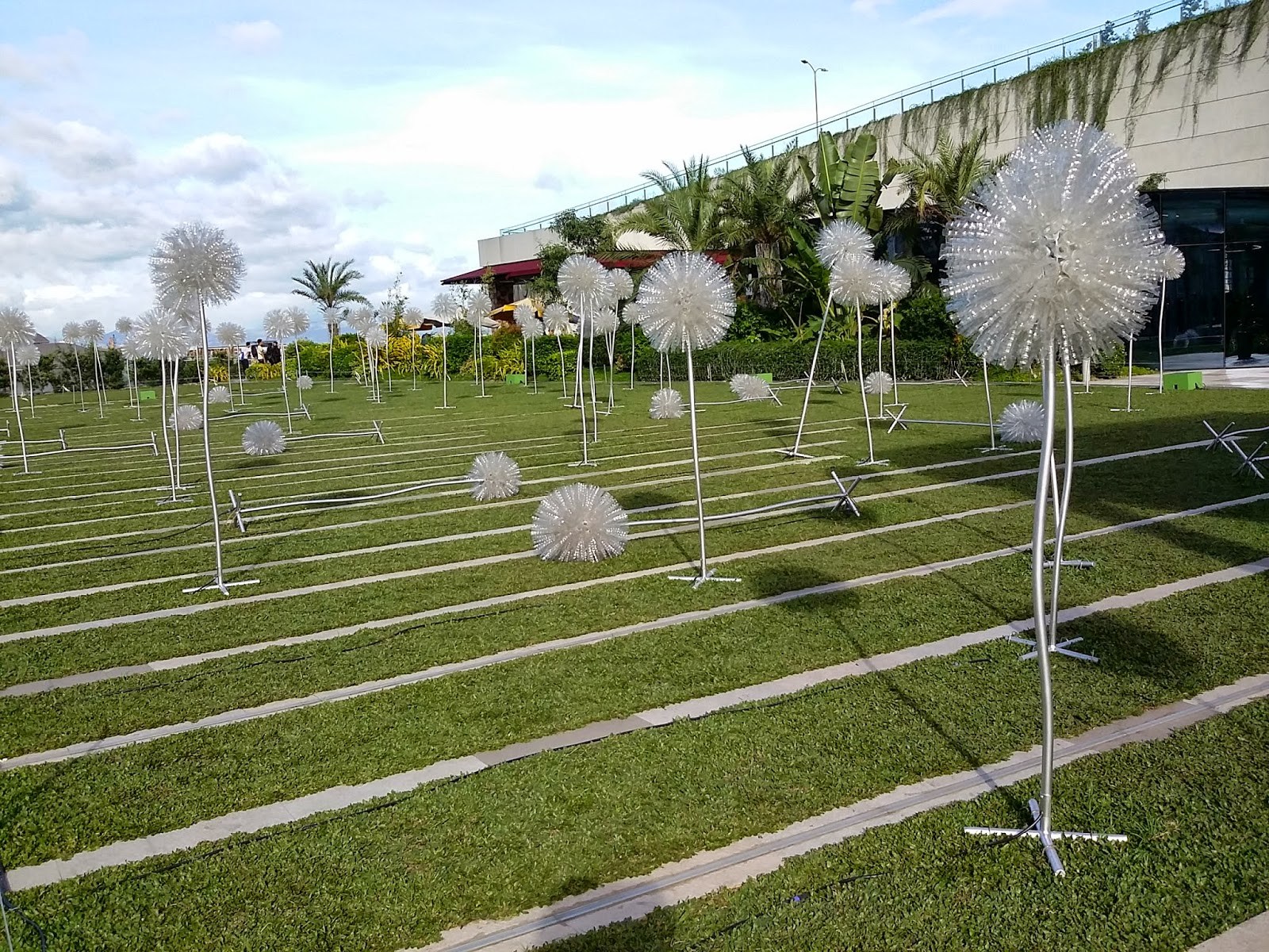 giant dandelions4.jpg