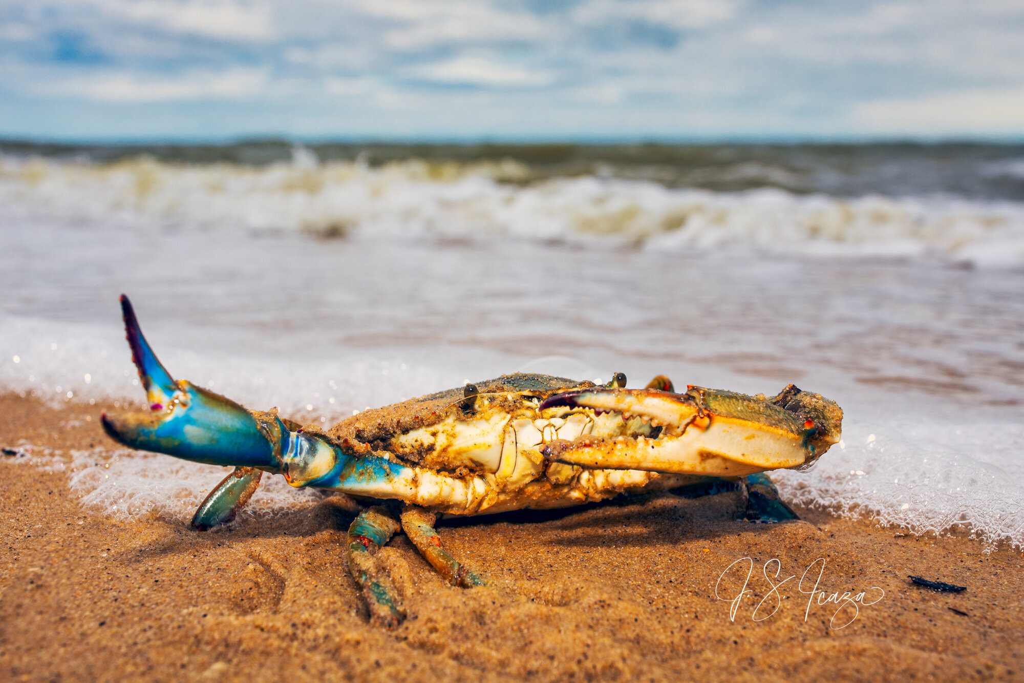 Blue Crab Dab