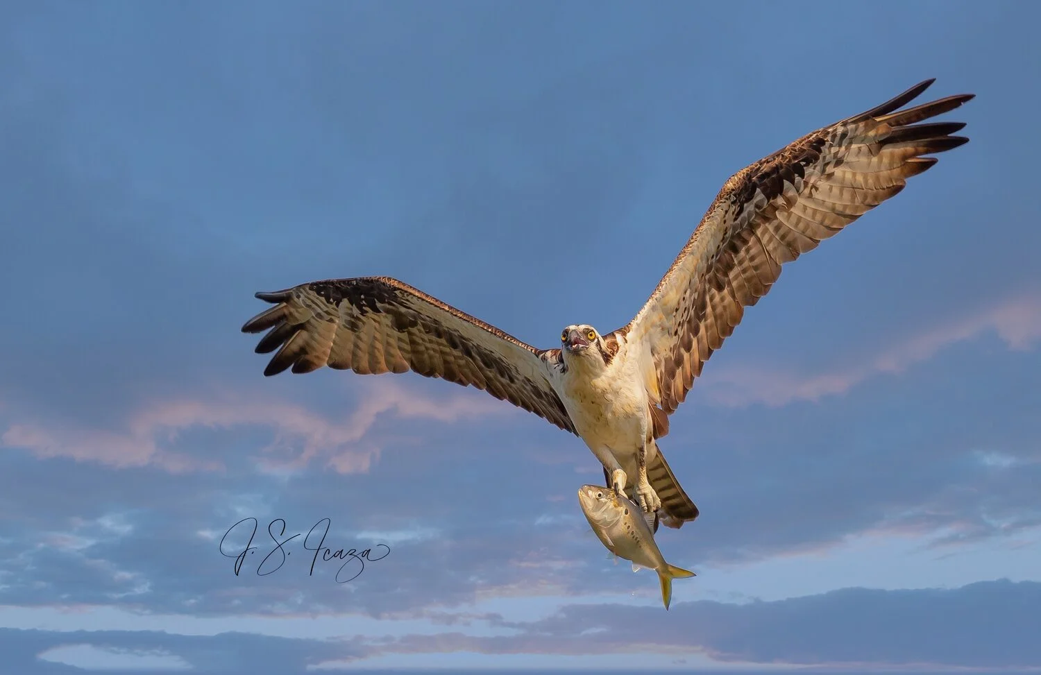 Oscar The Osprey Fishing The Bay