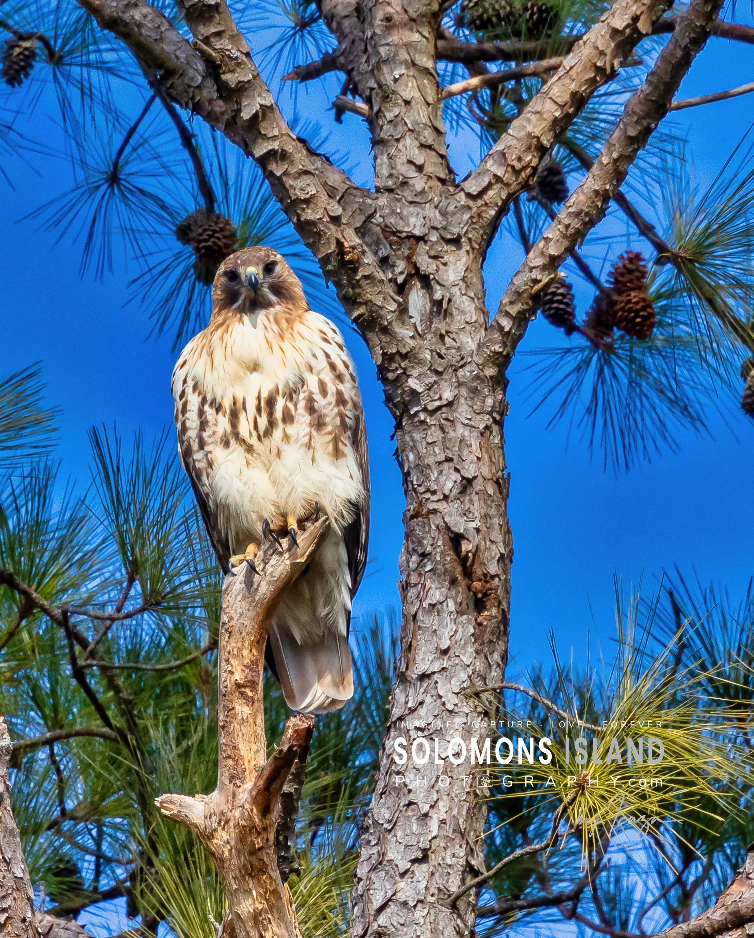 SS_ 6DENOISE-denoise-1.JPG