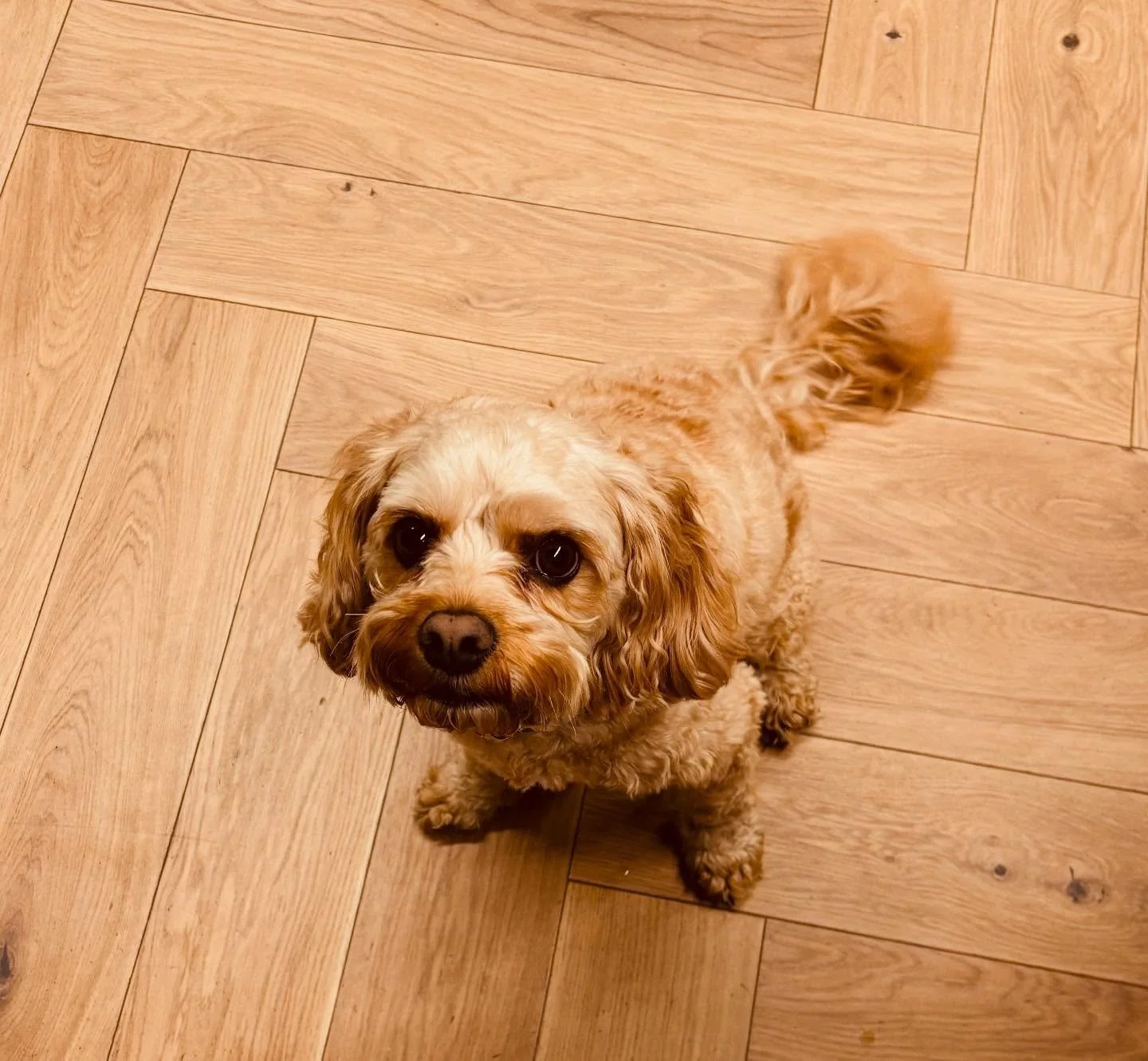 O F F I C E  D O G S
 
Our office is cuter that your office&hellip;&hellip; yesterday we had a little treat. King Louis graced us with his presence for the day, and it certainly put a smile on all those &lsquo;January&rsquo; faces.
 
What are your th