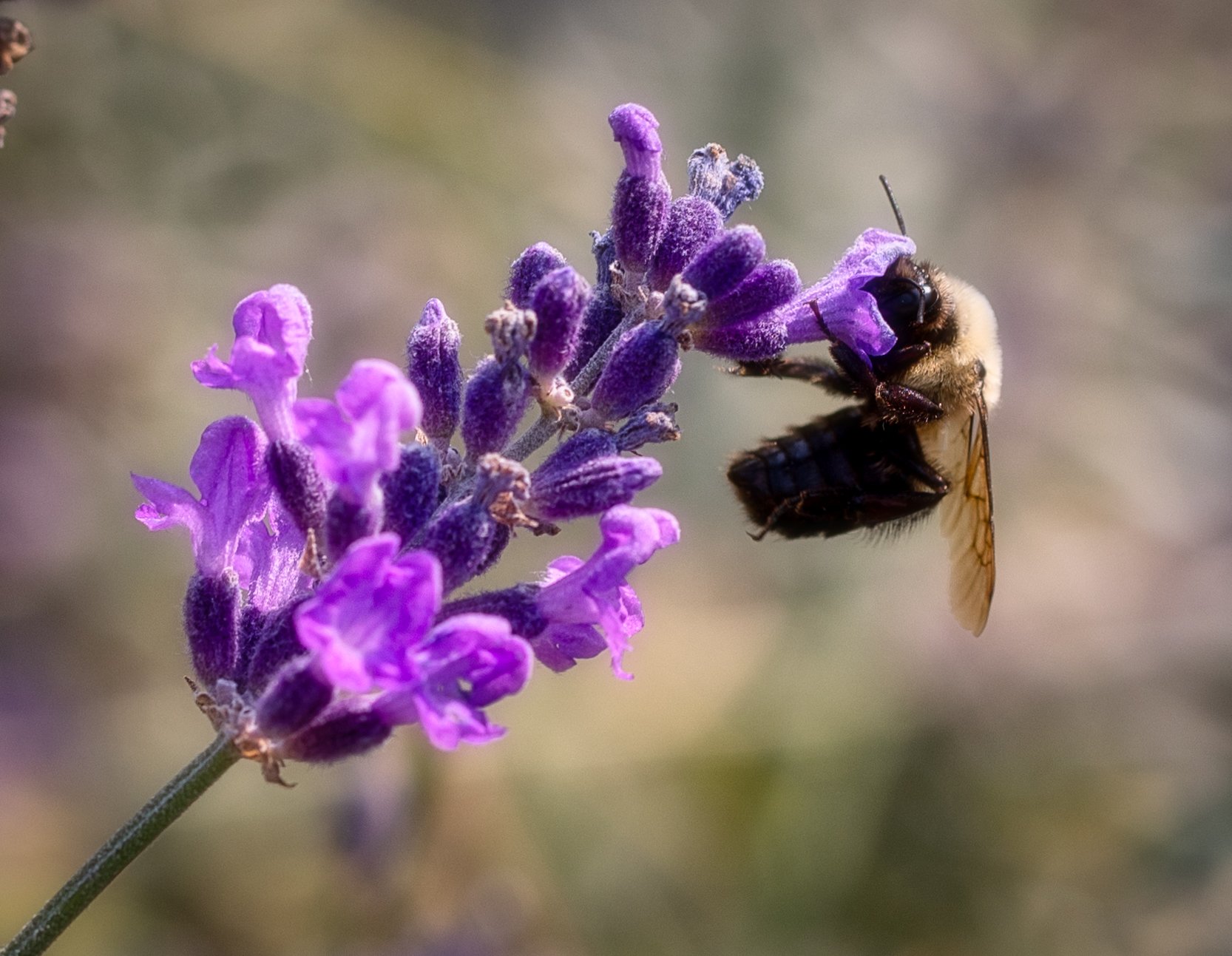 Bee Talk with Dr. B. (Celebrating National Pollinator Week)