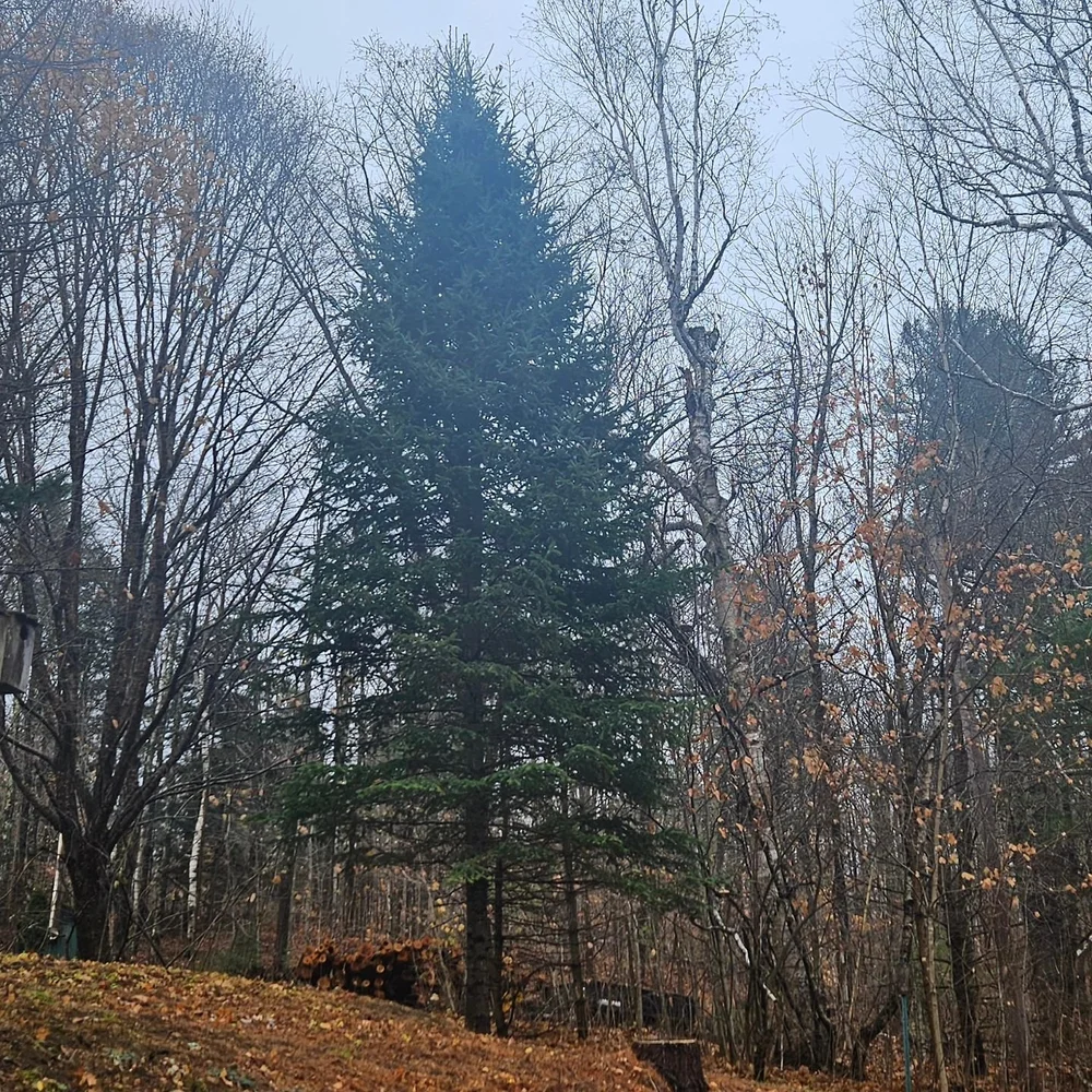 November colors in the upper garden ✍️🎨🌲

#maine #mabonhouse #wheeloftheyear #nature #garden #november #autumn #outdoors