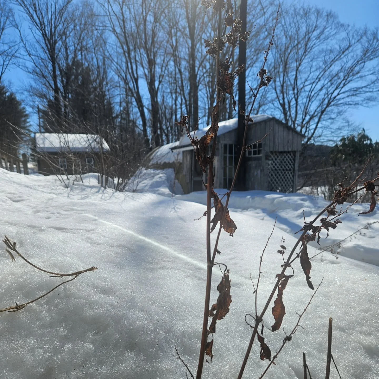 Late Winter Sunshine ☀️