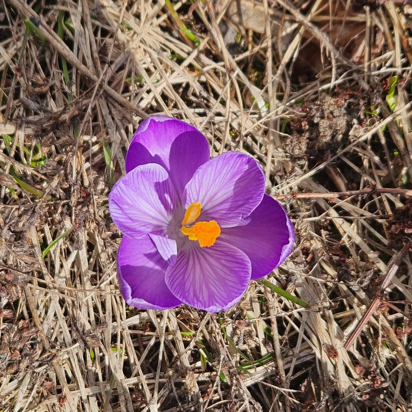 First Flowers have arrived 🥰🌸💐