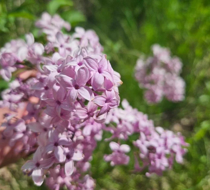 How to Create a Nature Journal