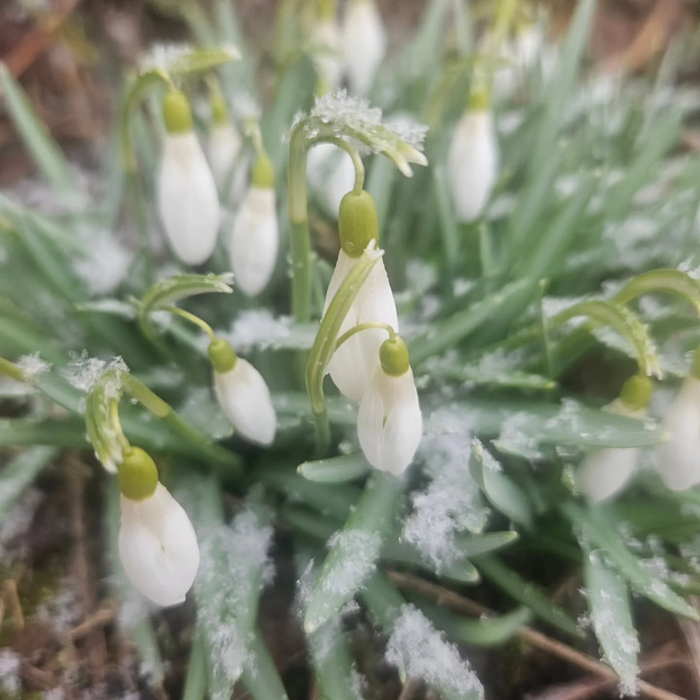 When spring and summer meet. ❄️🌸❄️🌸