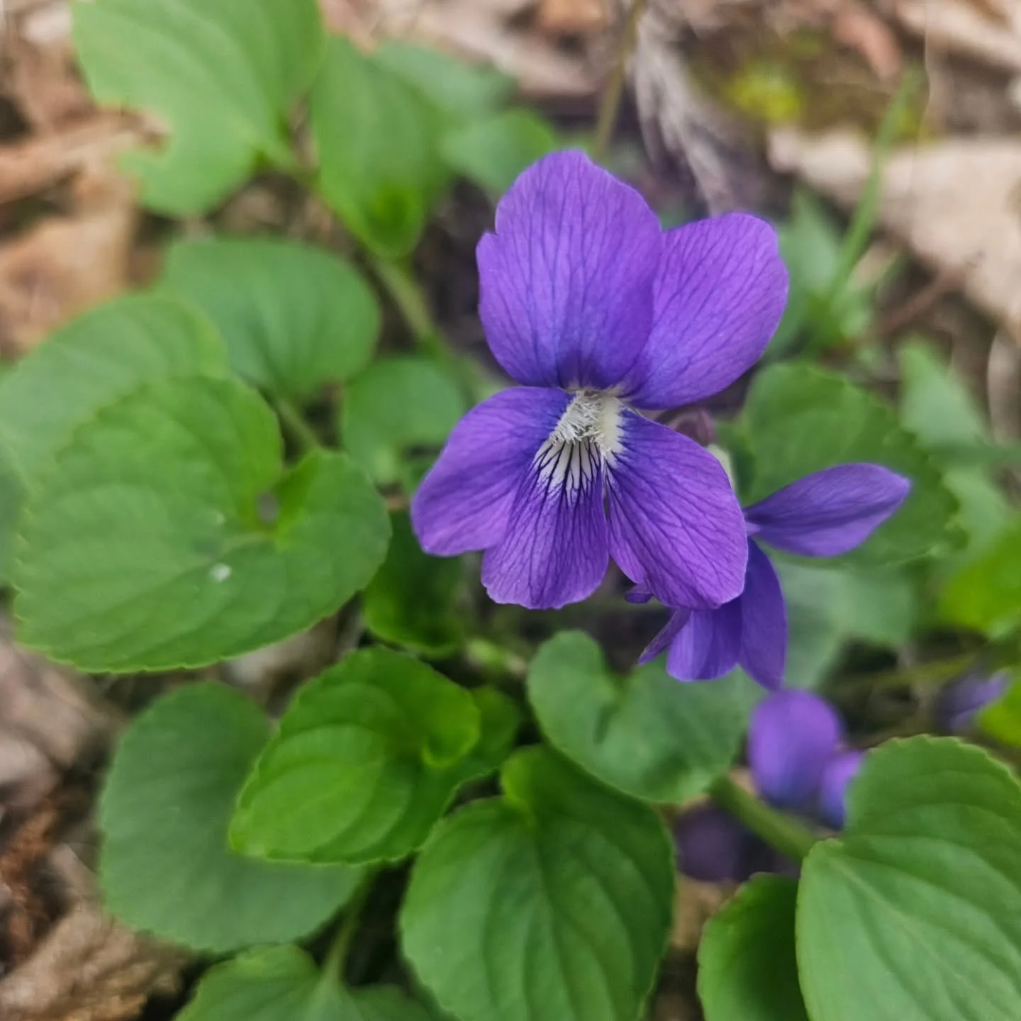 The Violets have arrived 💜