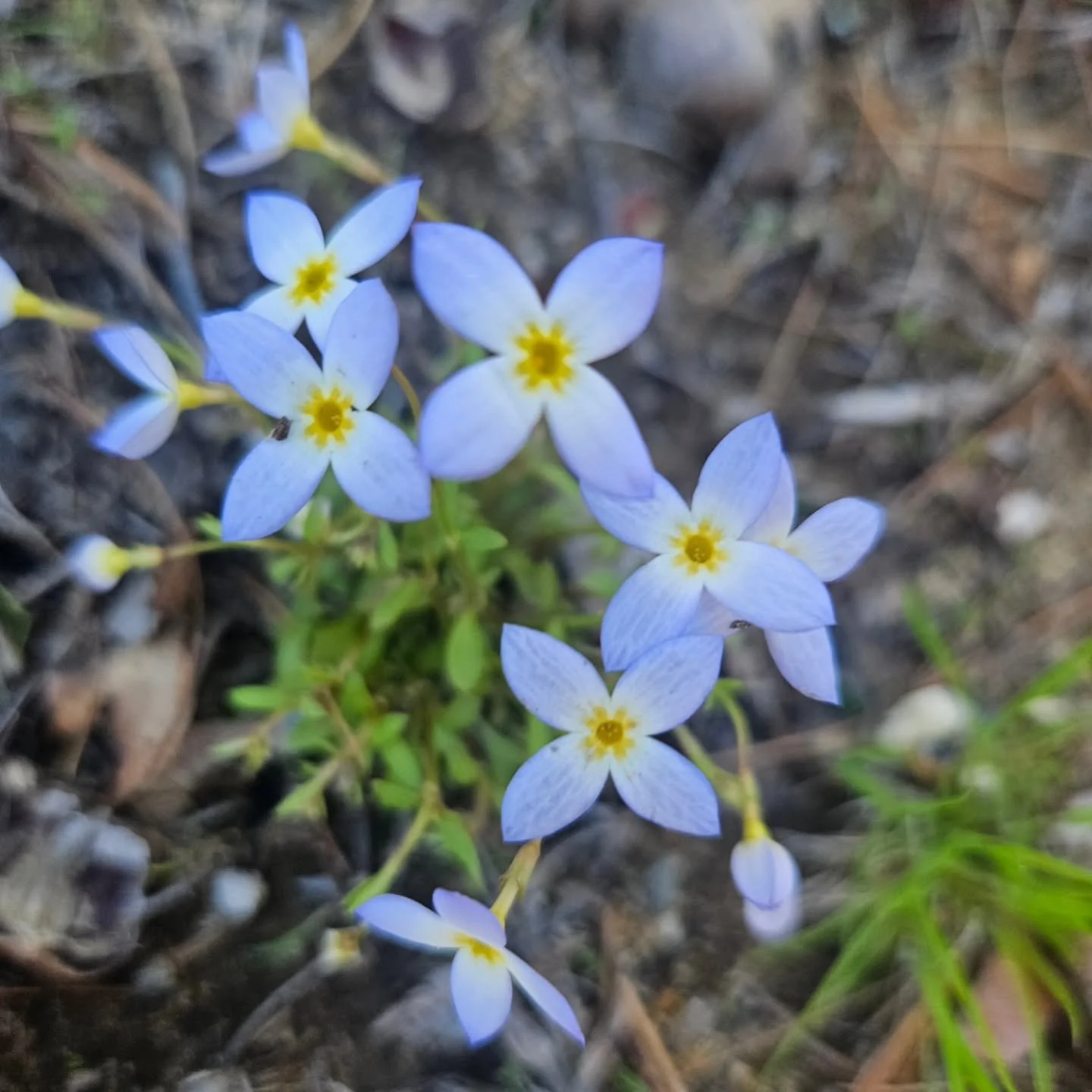 Spring Flowers