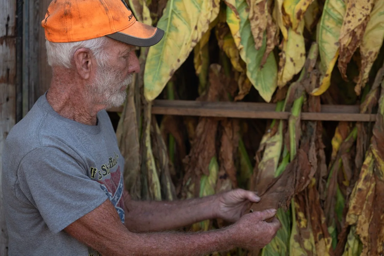 Kenney Barnard inspects the dryness of the tobacco recently harvested from his fields.
