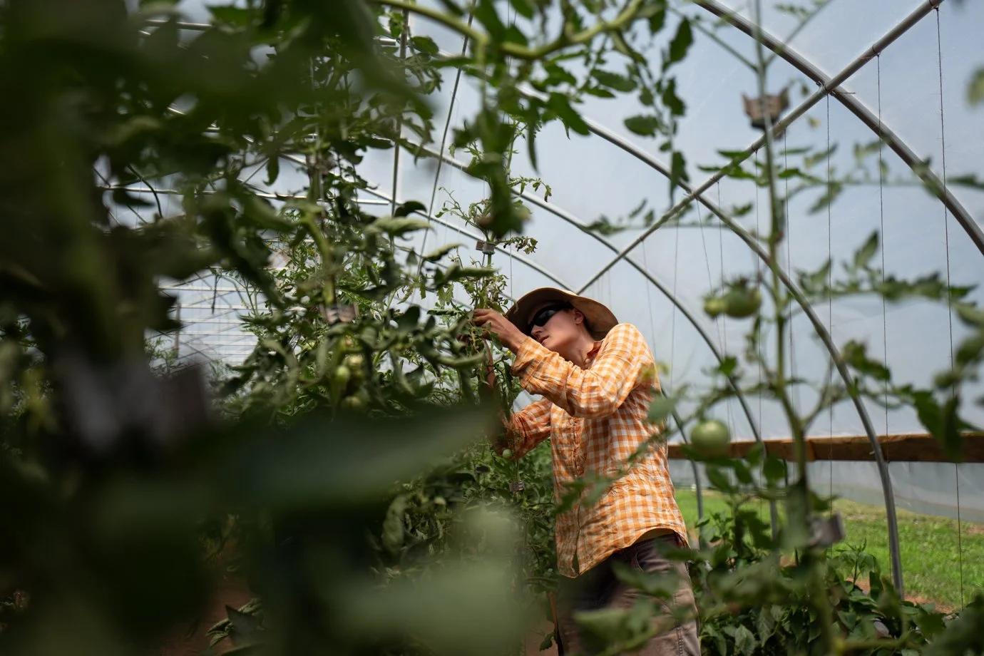  Catherine Fisher, Roundabout’s assistant farm manager. Secures tomatoes in a hoop house that is climatized using energy the farm produces from their solar arrays. 