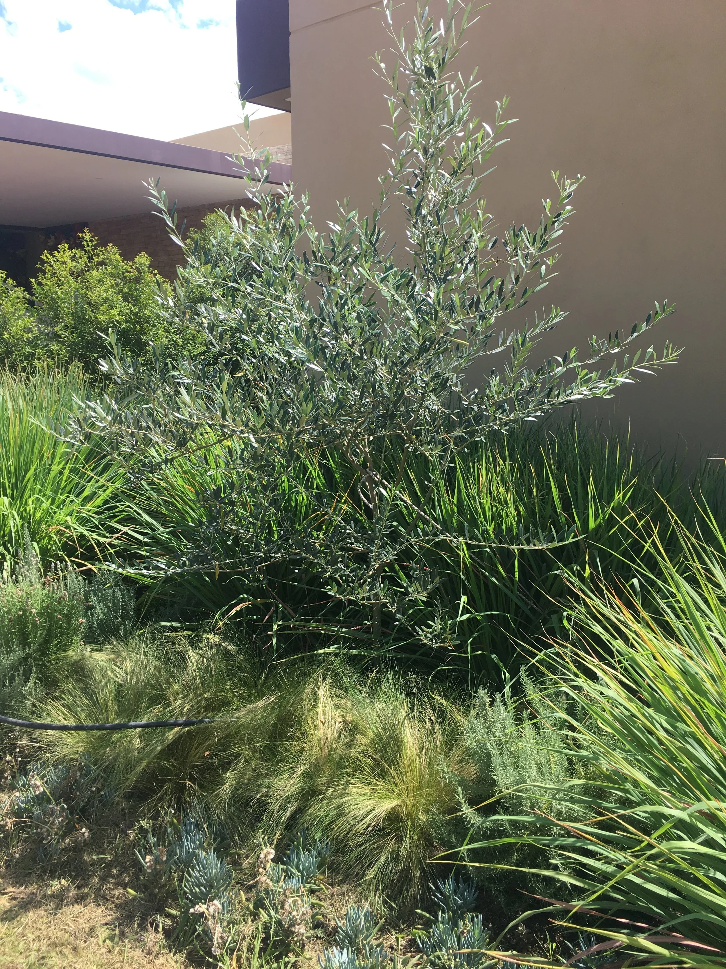 Estilo Mediterráneo