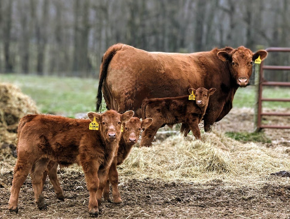 Registered Red Angus — Bralkili Farms