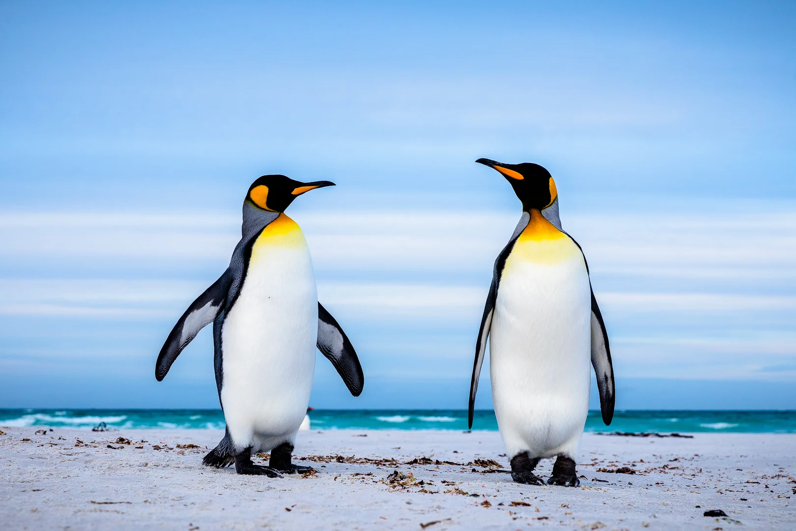 Penguins-1-DeBock-0529.jpg