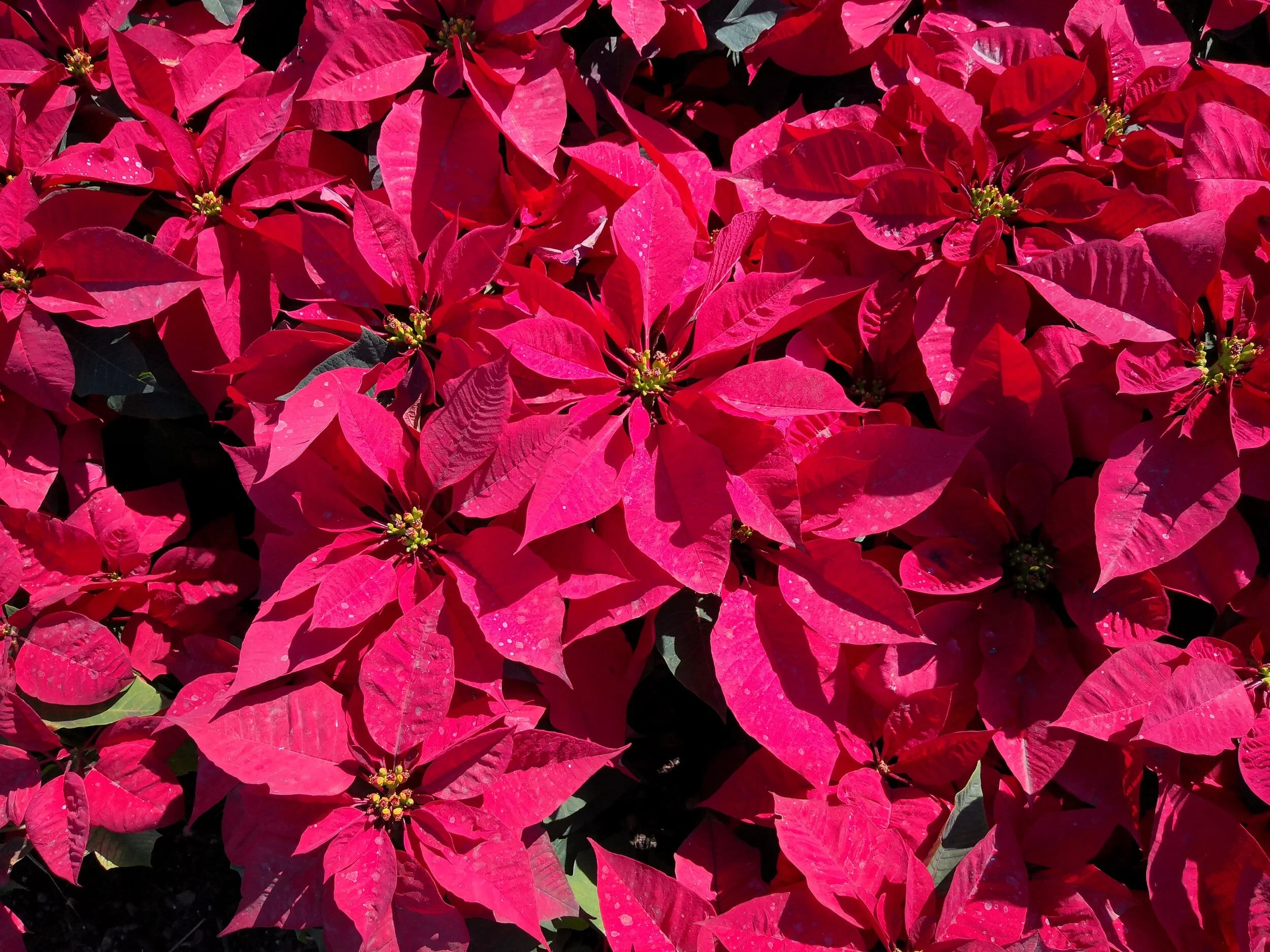 Poinsettia Gifts 2020