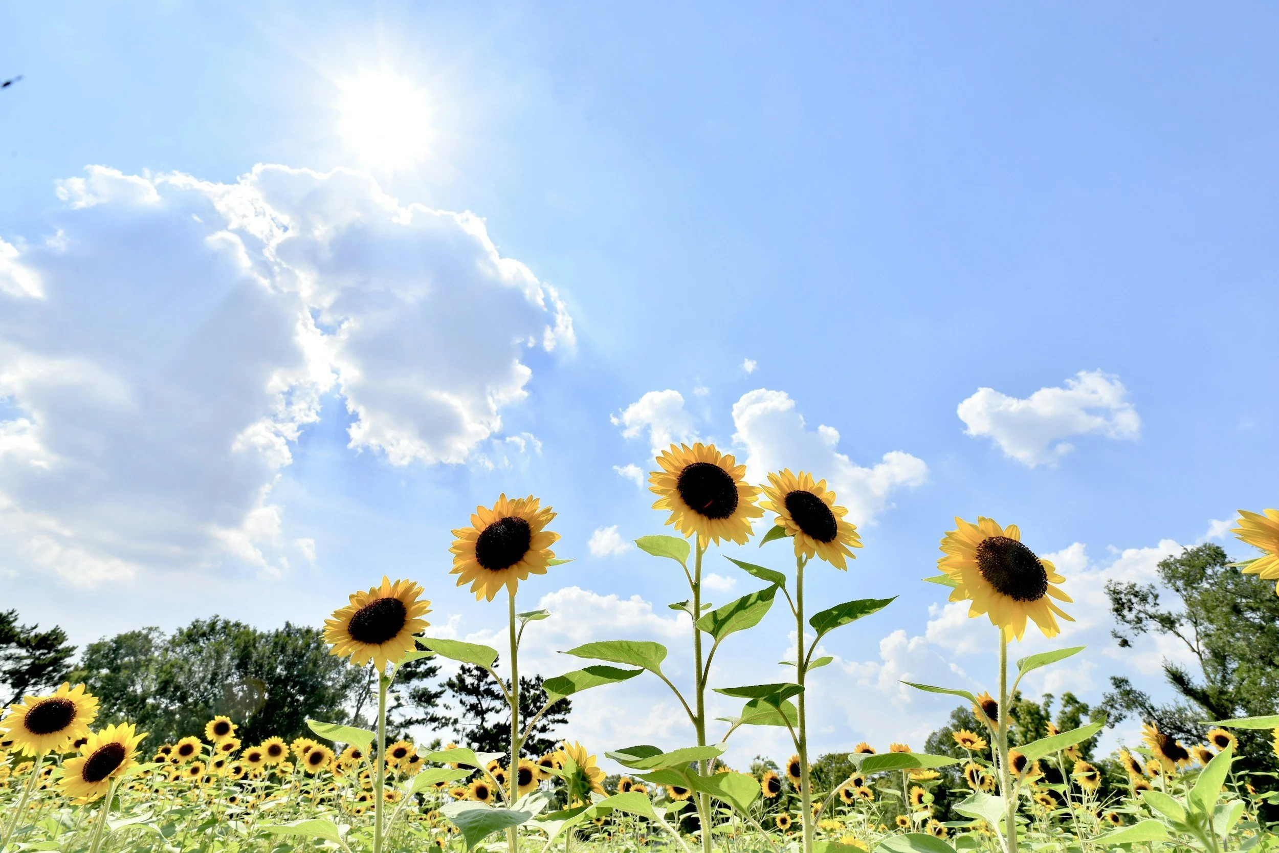 Sunday Bulletin, July 20, 2025