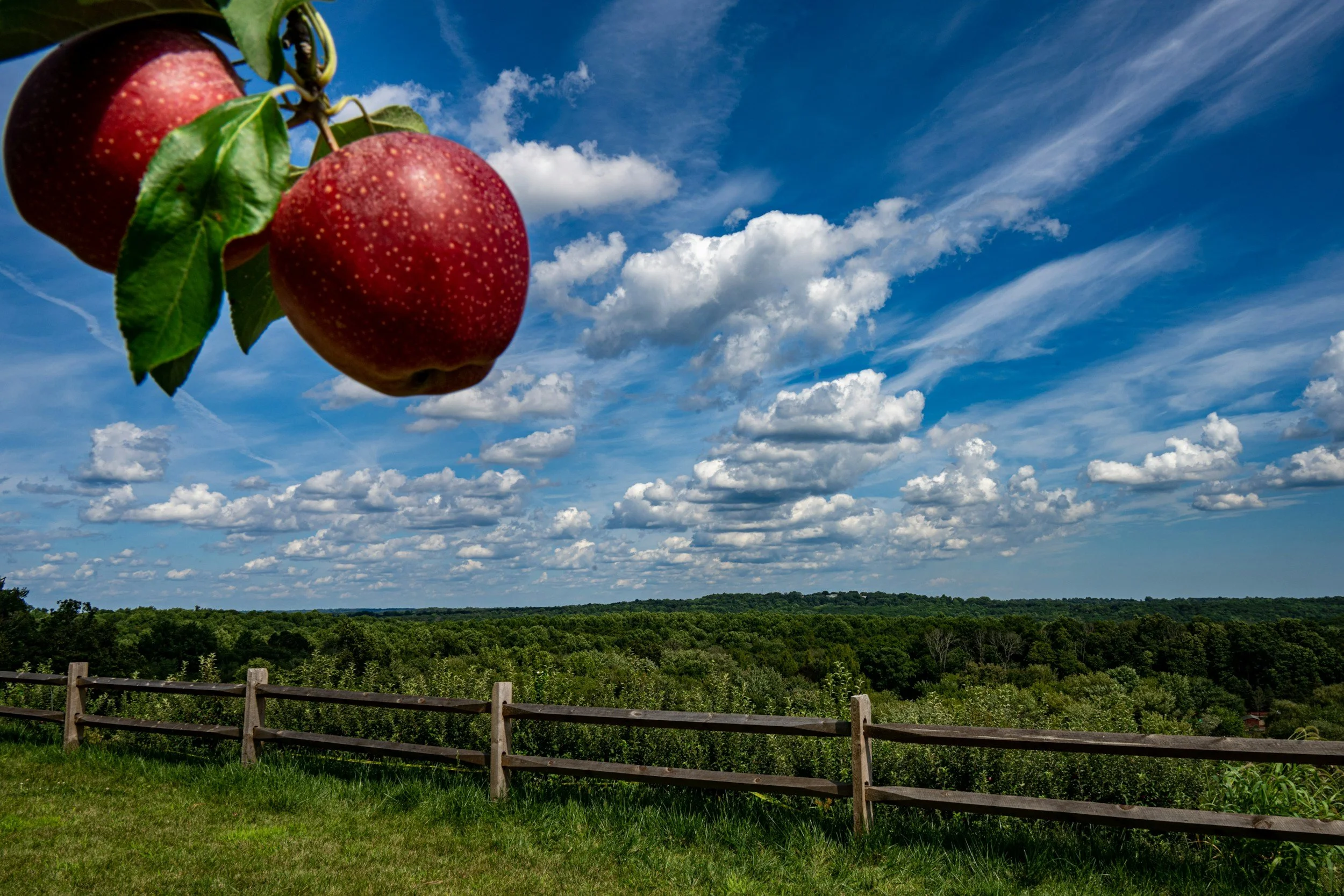 Sunday Bulletin, October 19, 2025