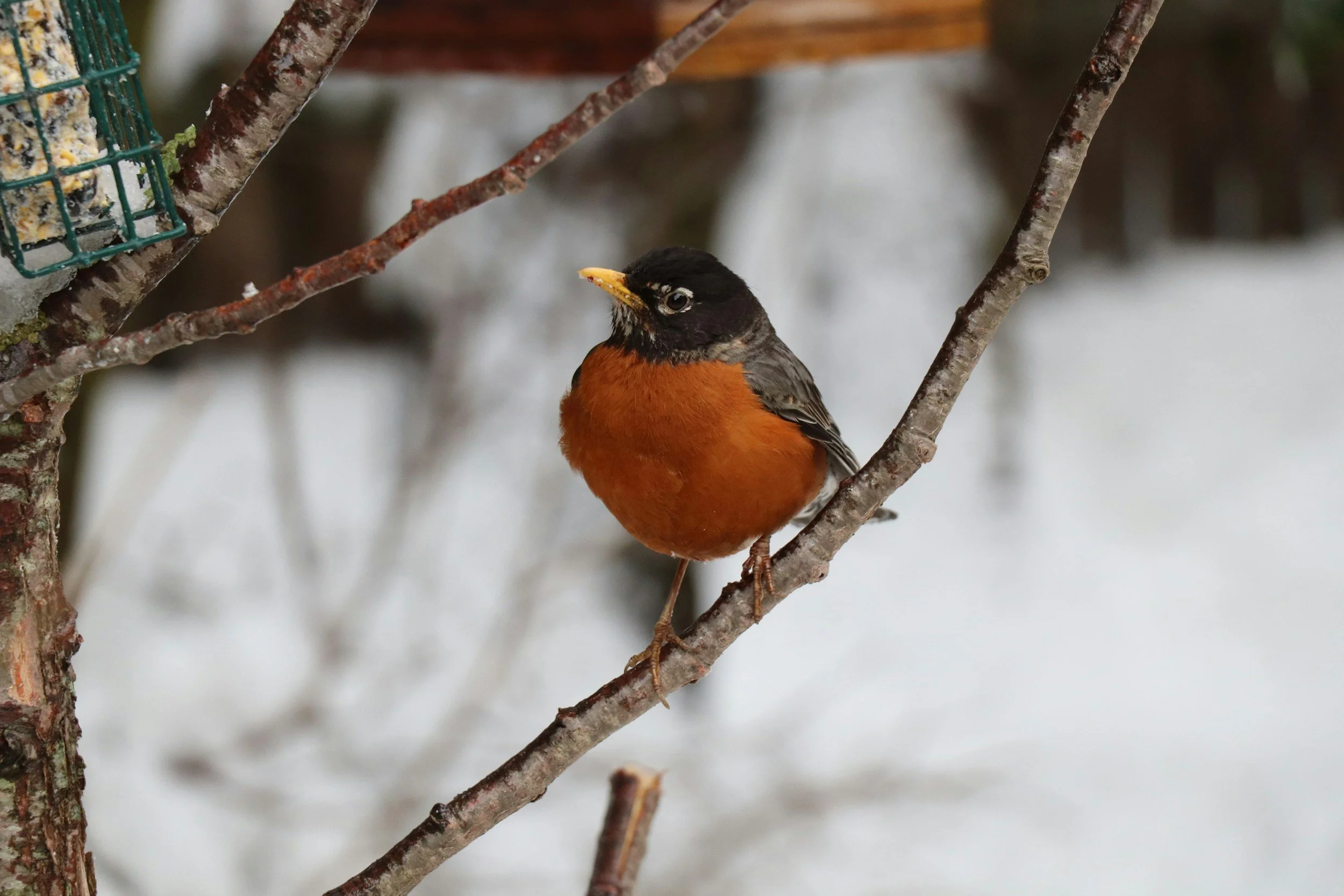 Sunday Sermon, February 8, 2026