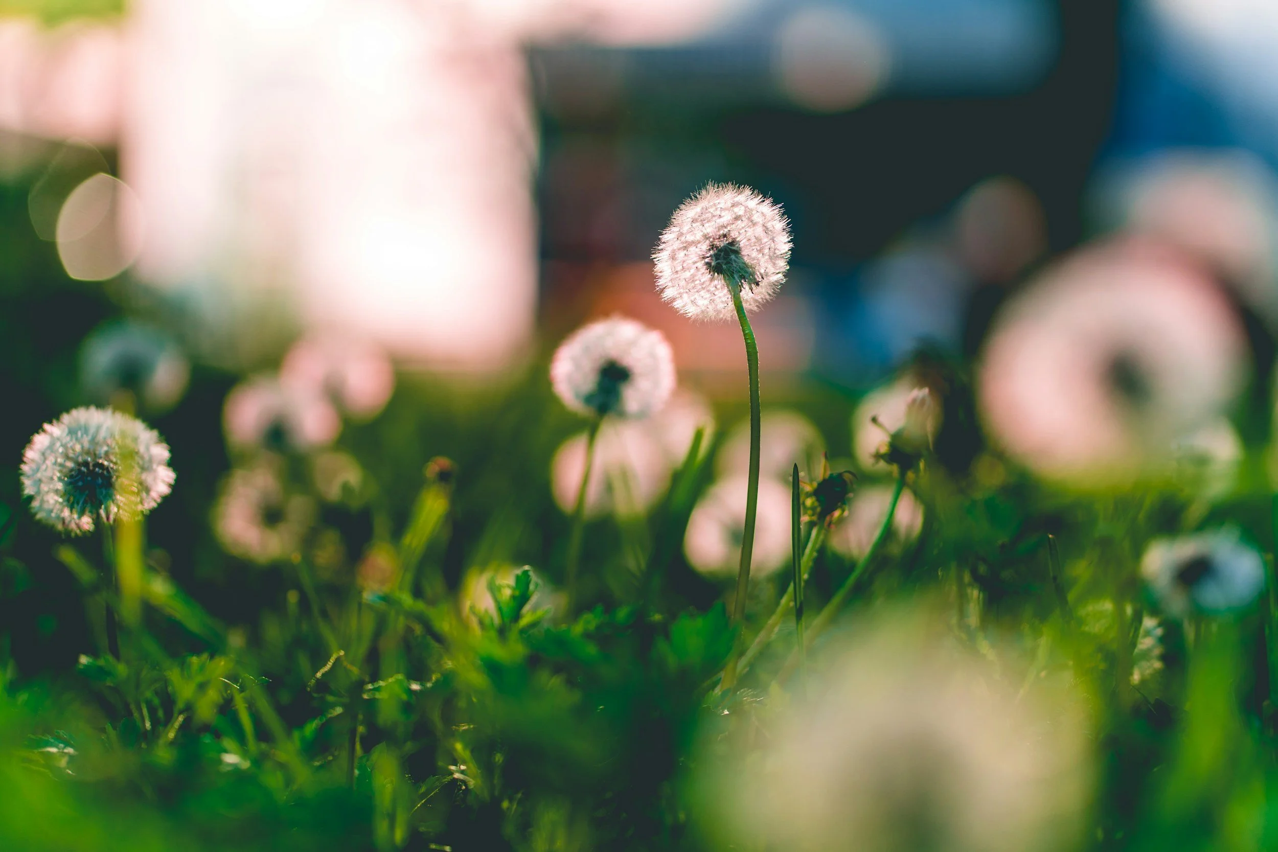 Sunday Bulletin, June 7, 2026