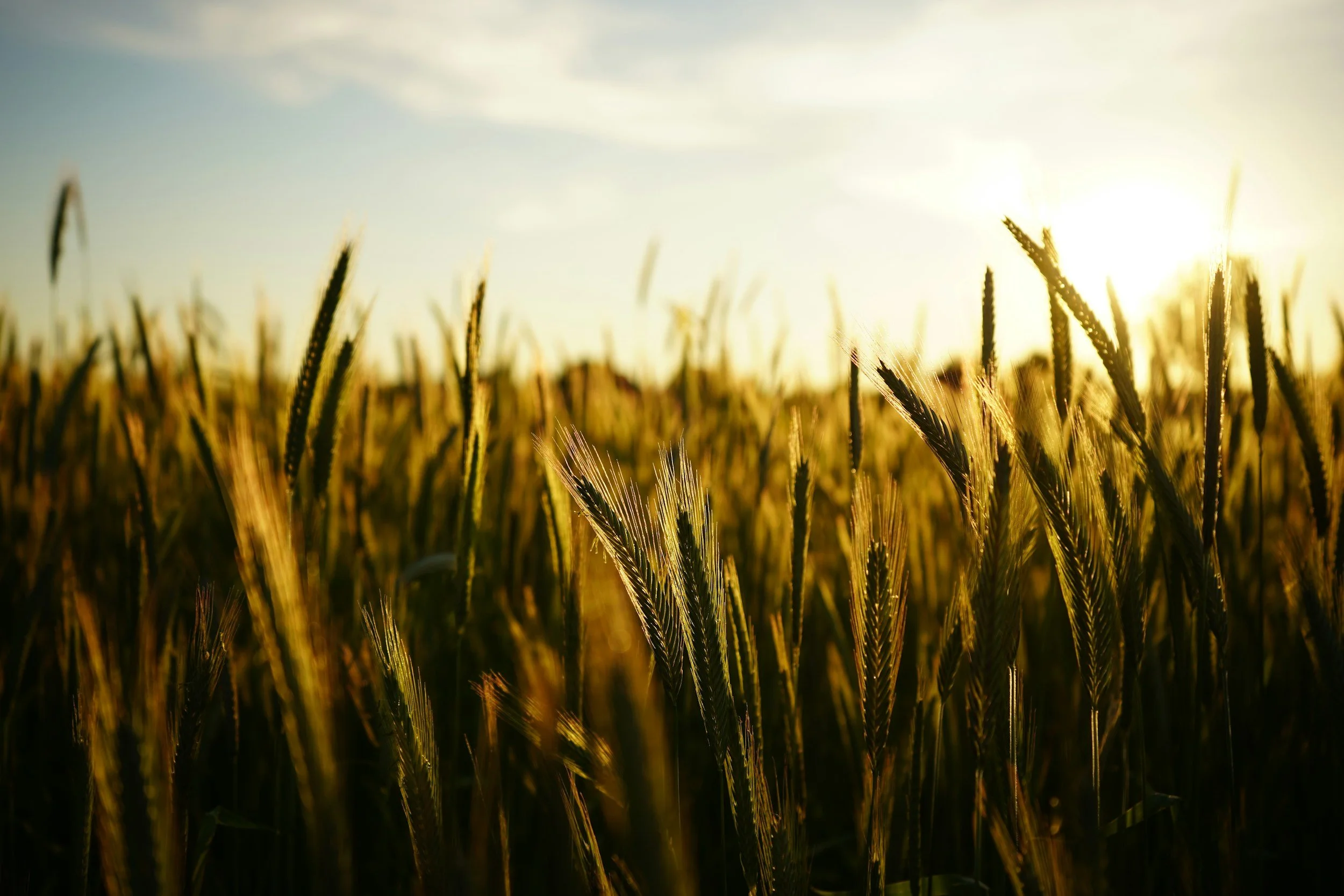 Sunday Sermon, August 30, 2026