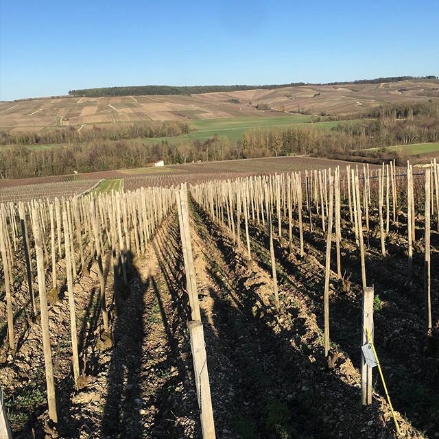 Petite balade dans l&rsquo;Aube &agrave; la d&eacute;couverte de vignerons sinc&egrave;res et talentueux. Merci &agrave; tous pour votre accueil!
@thibaudtheb @champagnepiollot @champagne_coessens @champagnepierregerbais @valeriefrison  #champagne #a