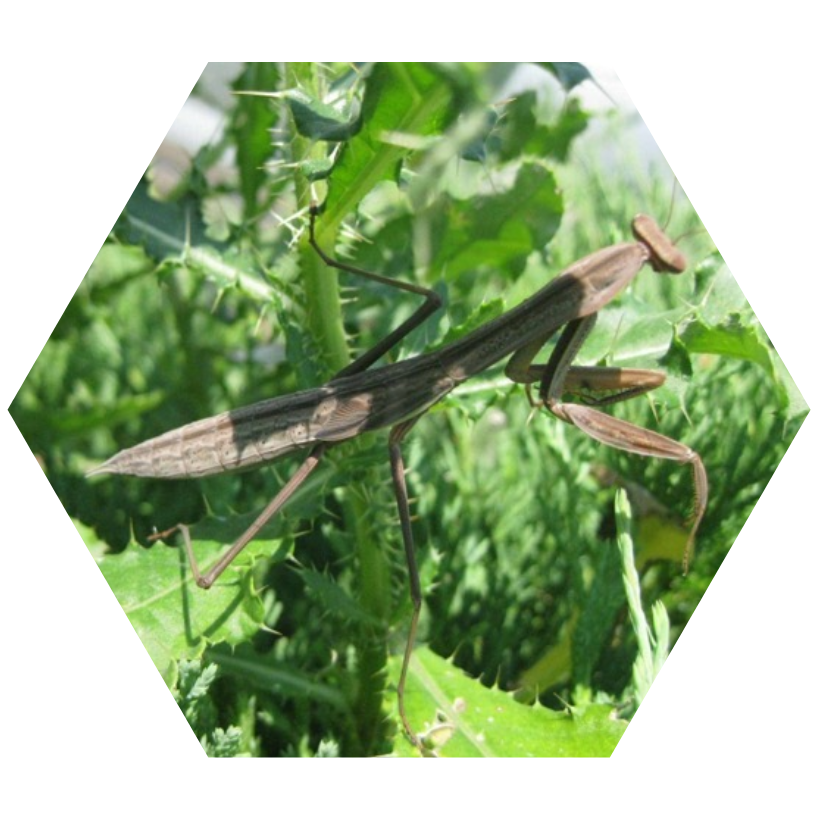 Insectum — Golden Hornet