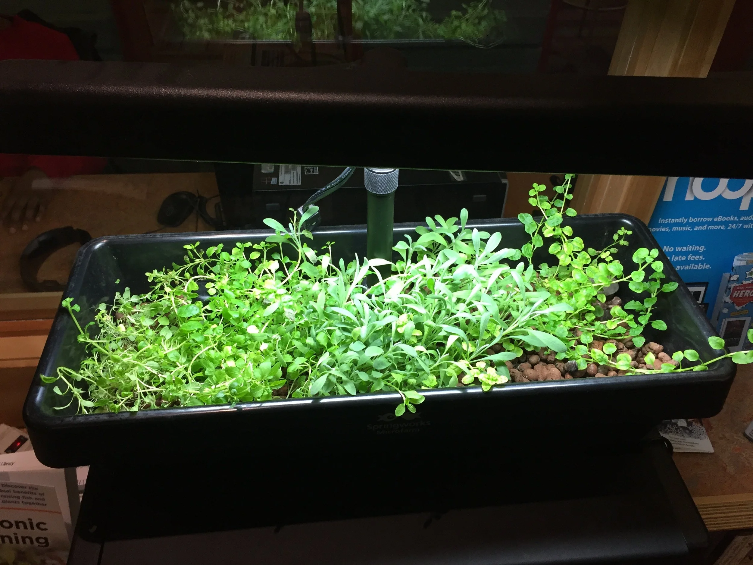 TECHNO-VEGETAL COLLABORATIONS: PLANTS AS COLLABORATORS IN THE DESIGN OF A COMPUTER SCIENCE LEARNING ENVIRONMENT