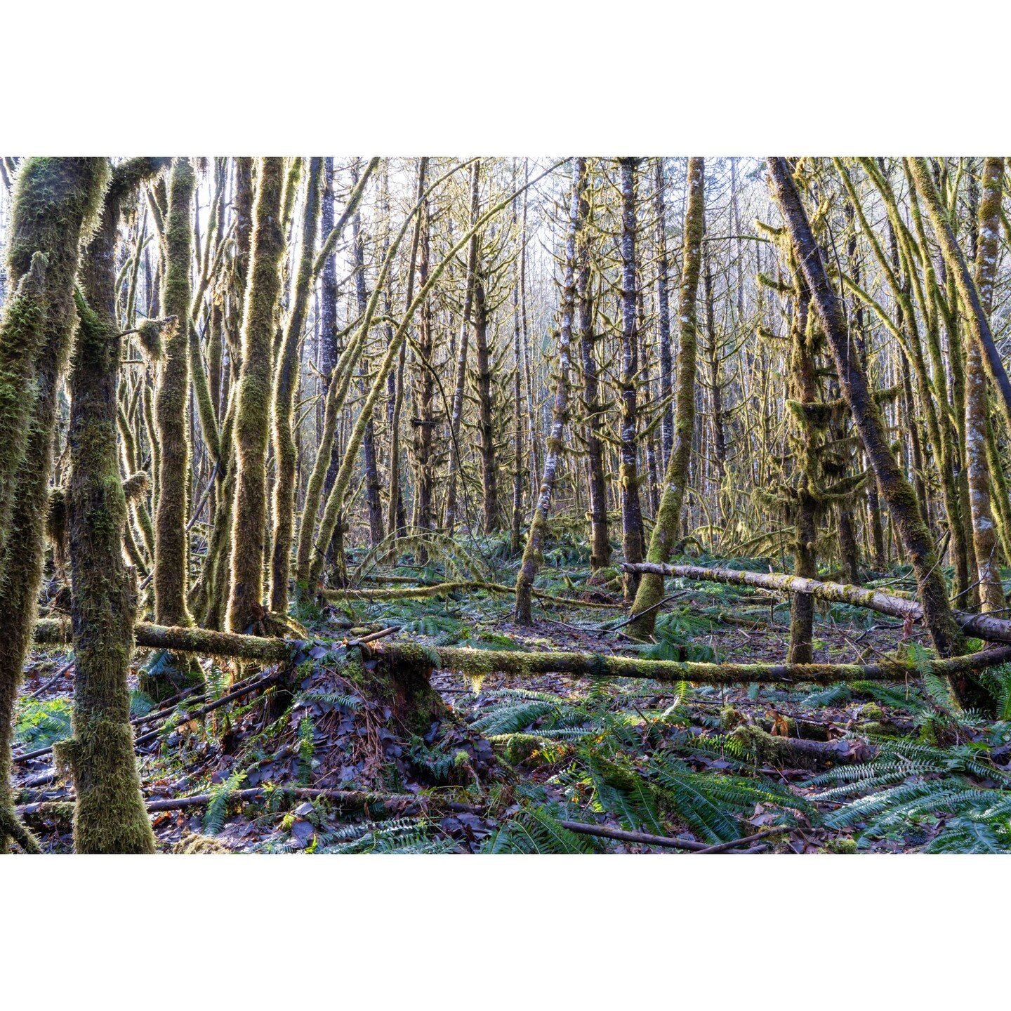mossy trees, in the North Cascades, in the morning light
.
#mosssytrees #northcascades
