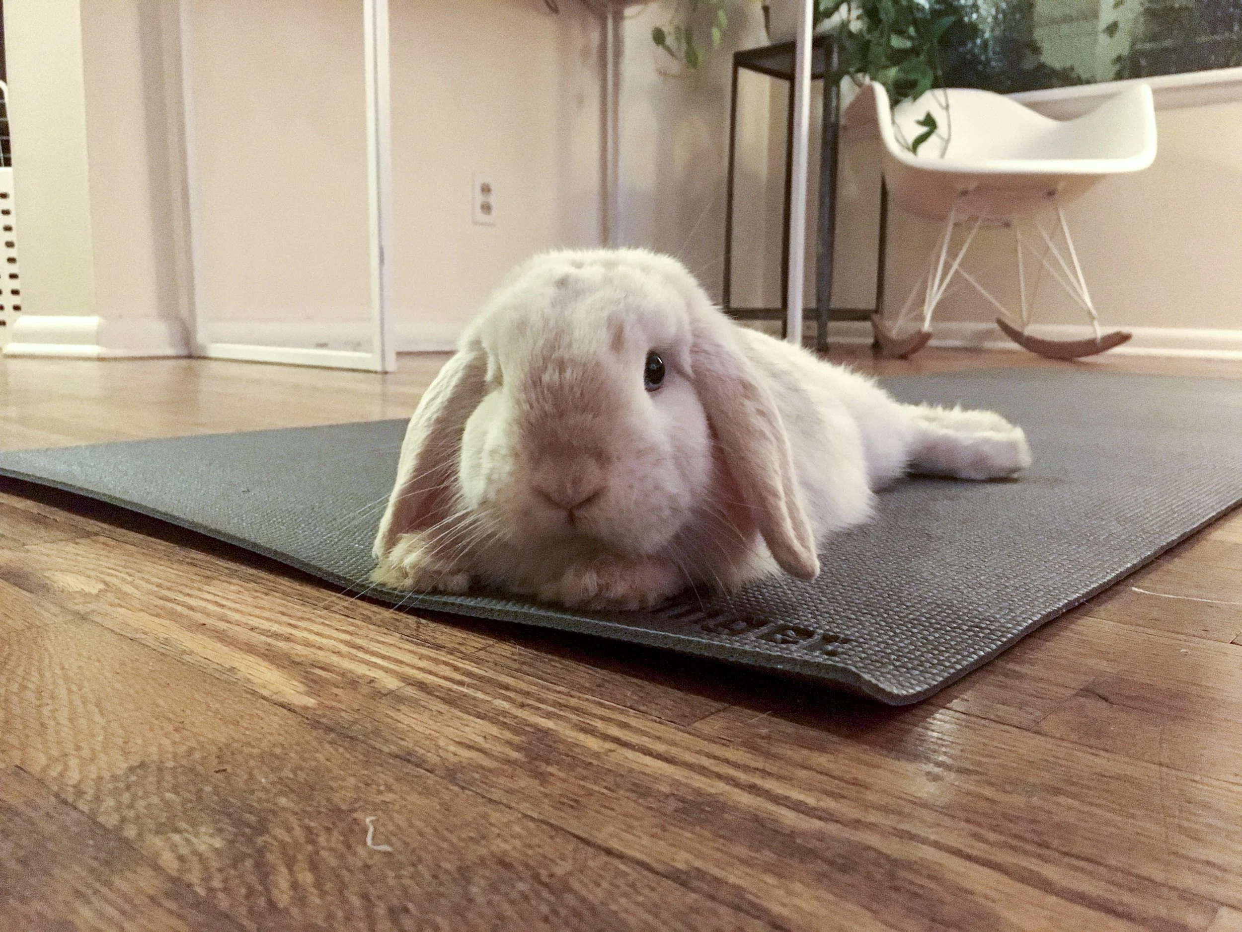 quarantine objects website (21 of 73).jpg