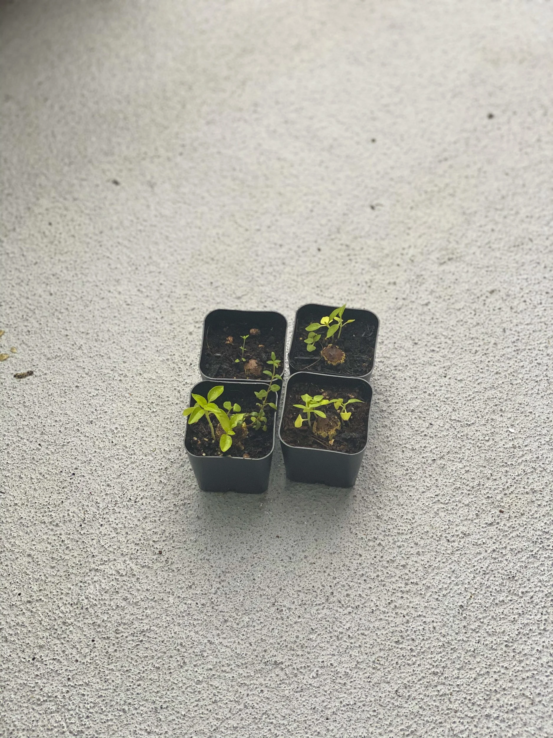 quarantine objects website (41 of 73).jpg