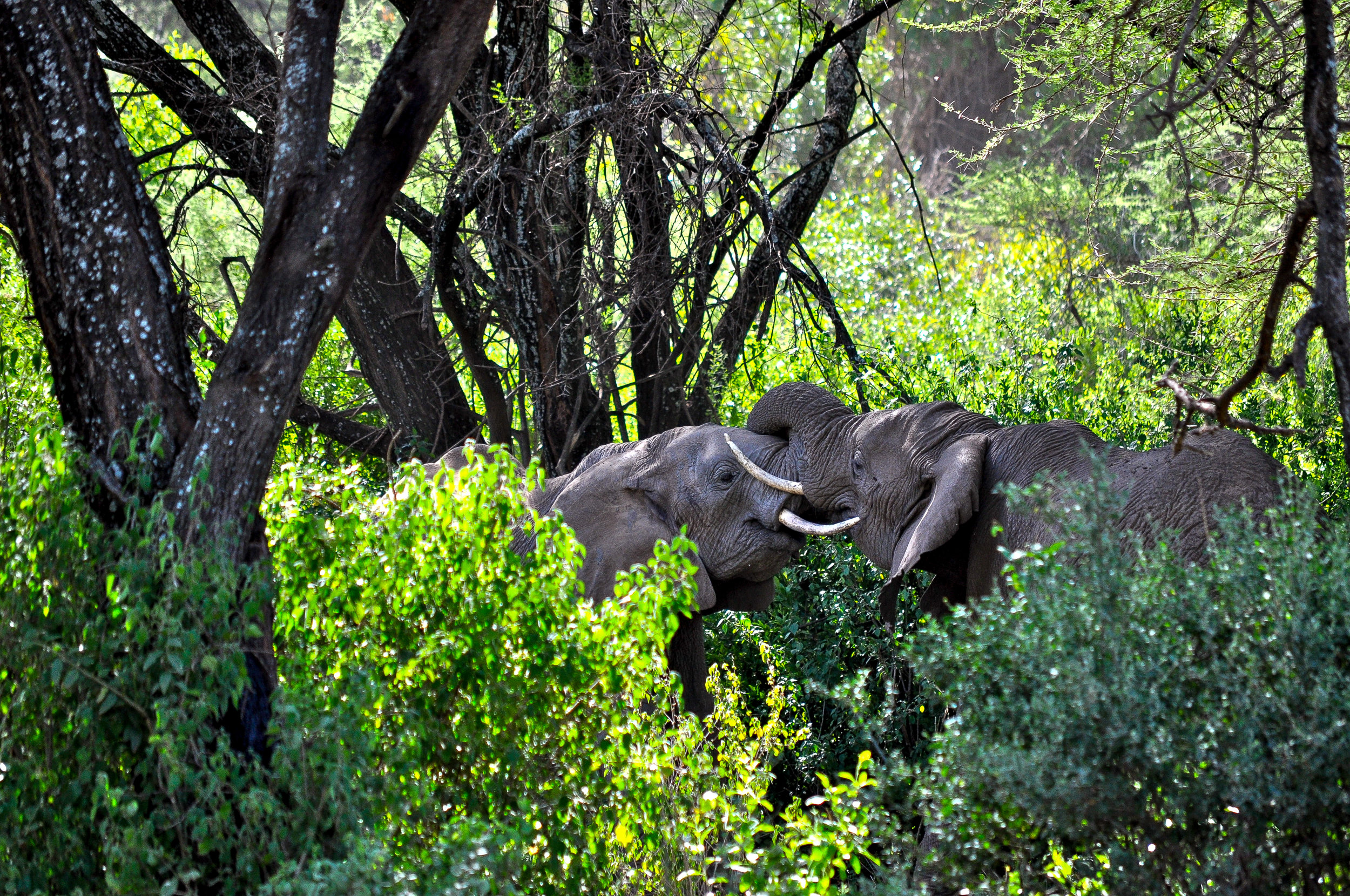 TANZANIA