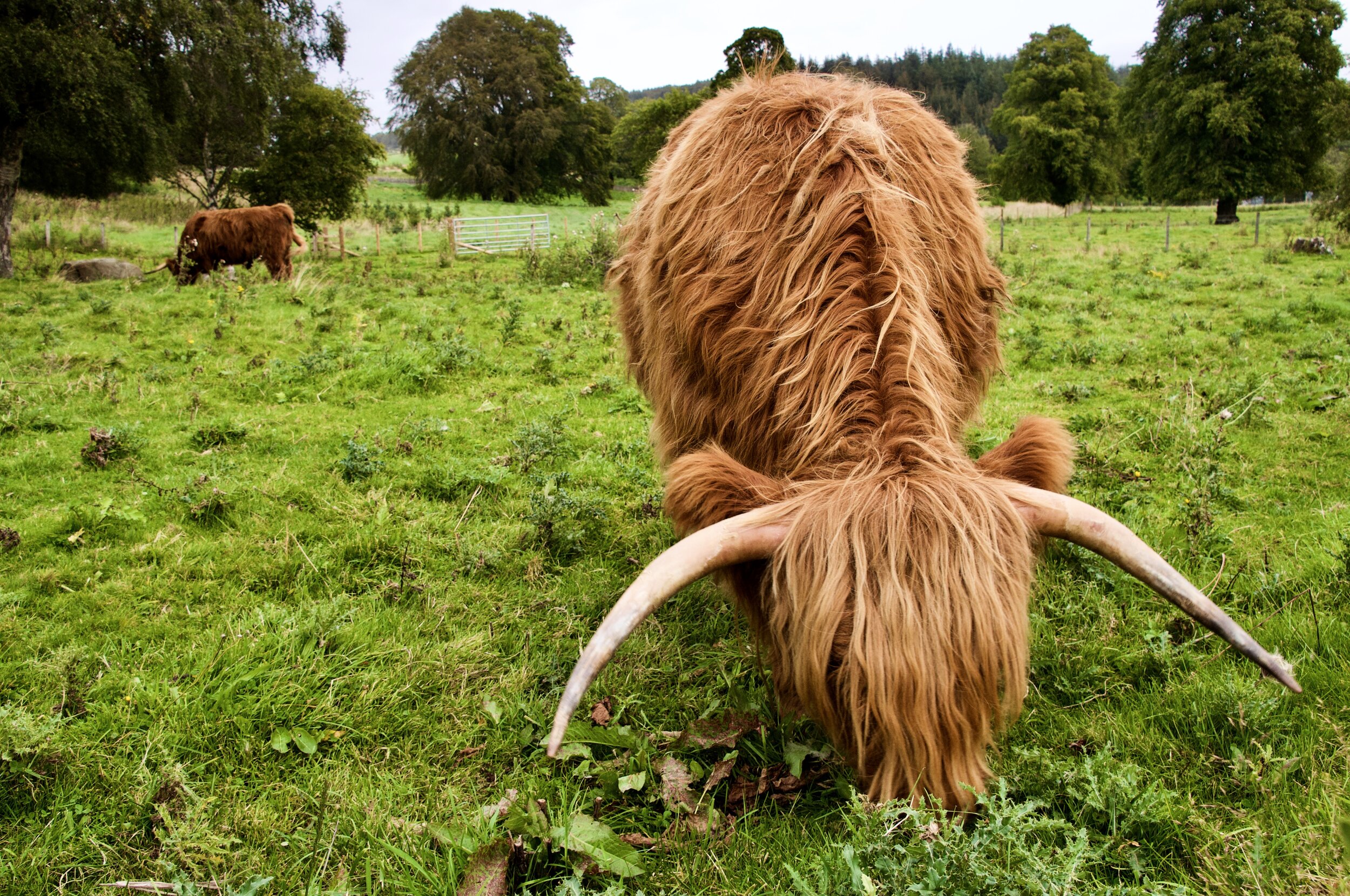 Hairy Coo