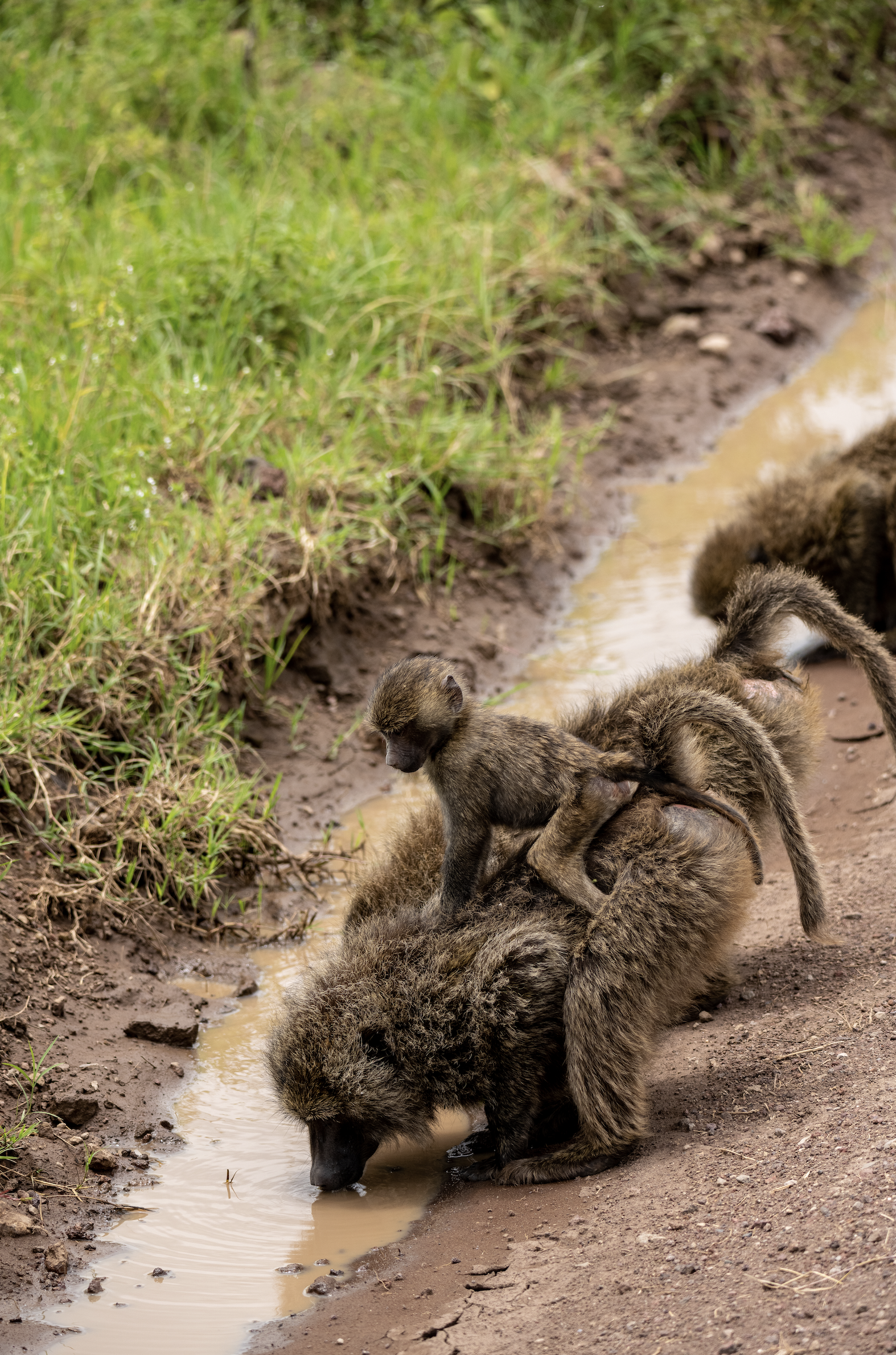 Screenshot 2026-02-19 at 1.10.42 PM.png