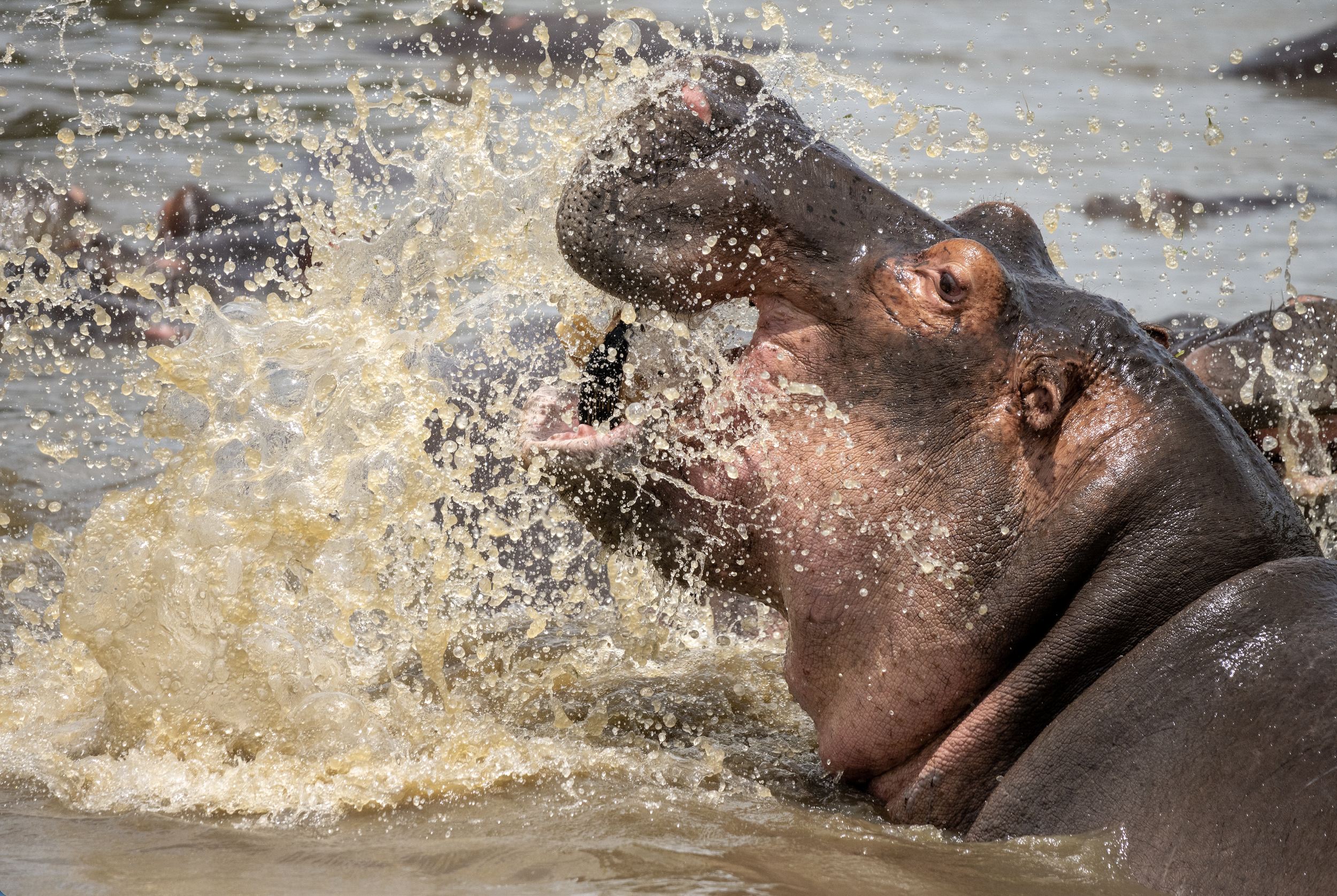 Screenshot 2026-02-19 at 1.12.51 PM.png